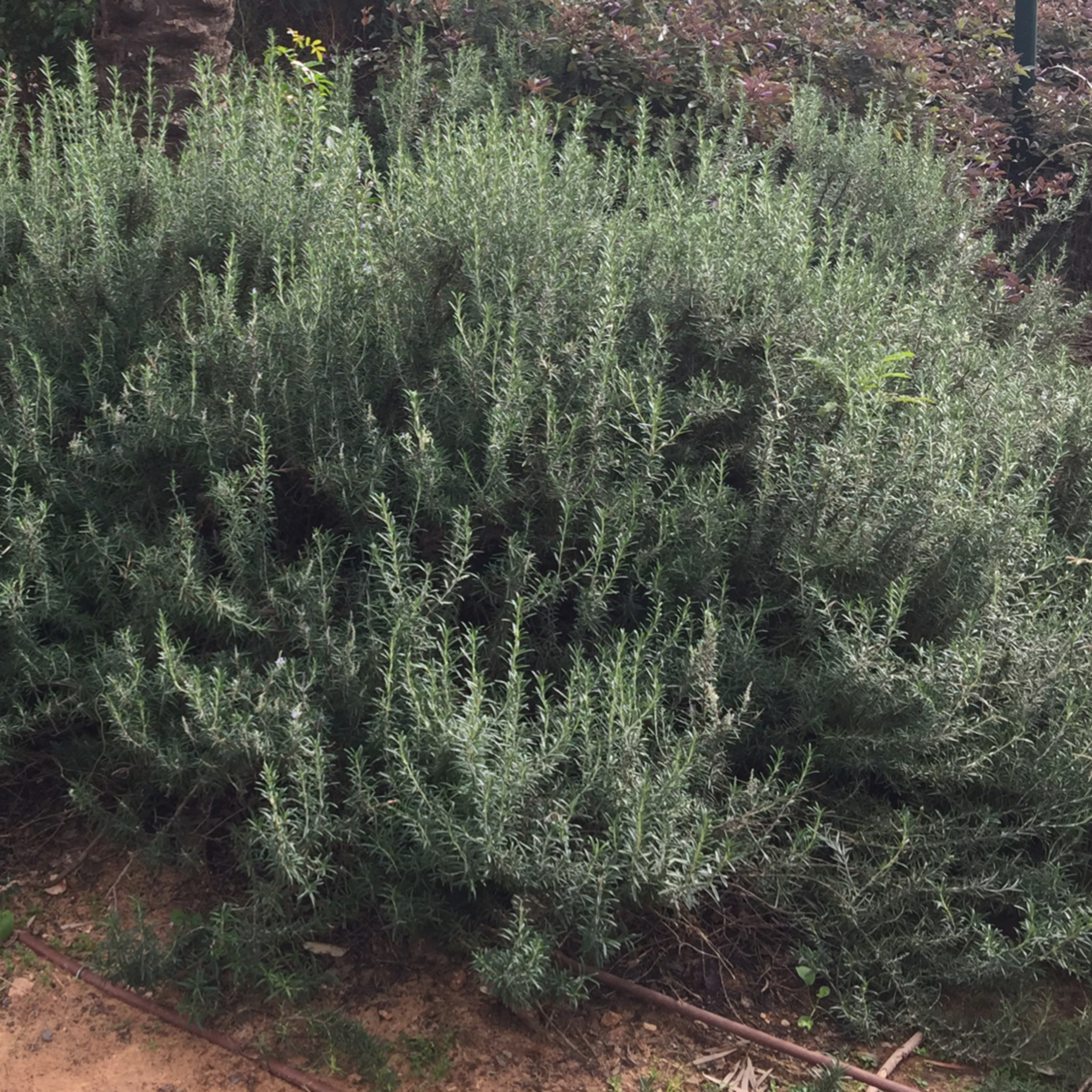 3. Reiki and Herbs. Chakras healing 3. Reiki and Herbs. Chakras healing