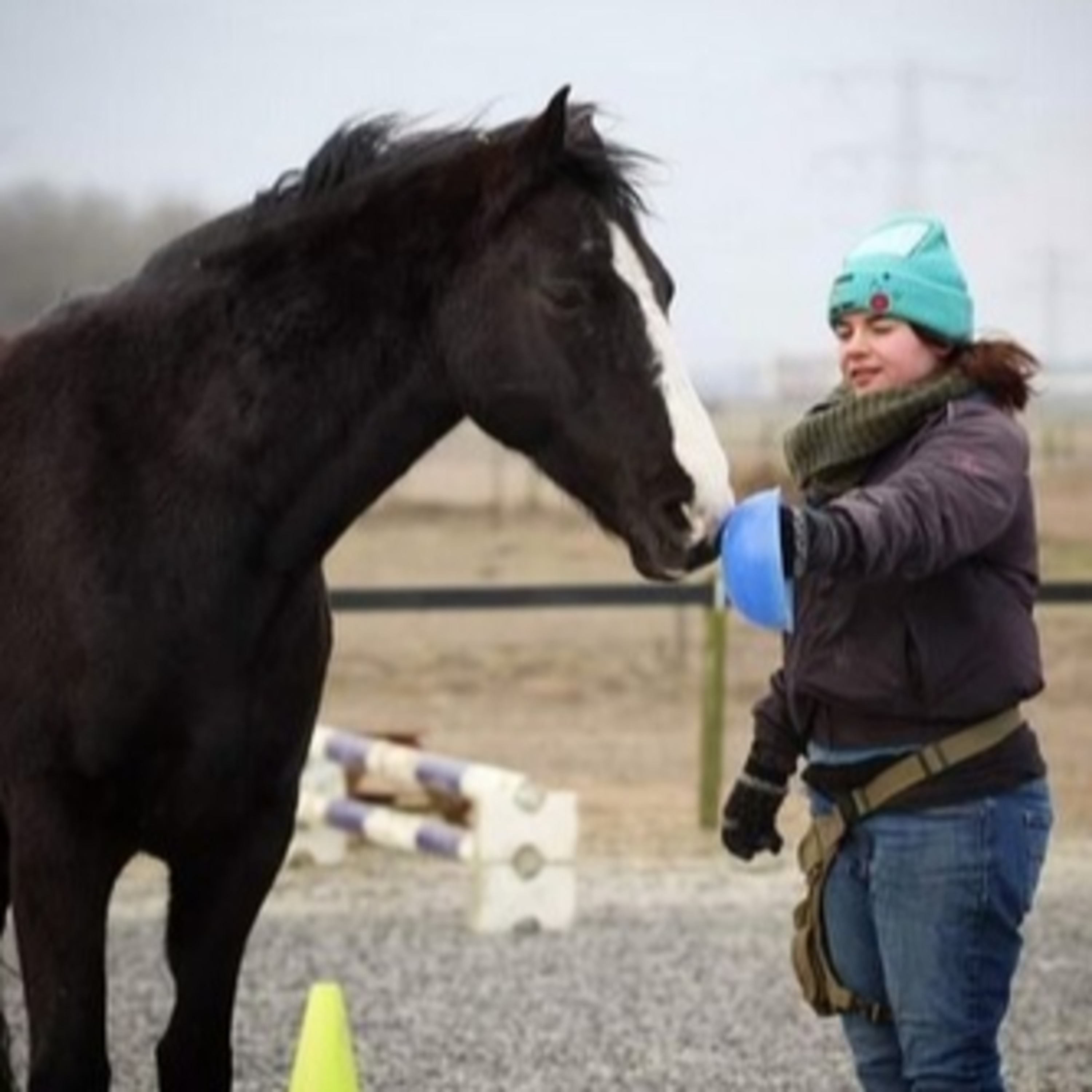 De Hippische Ondernemers Podcast