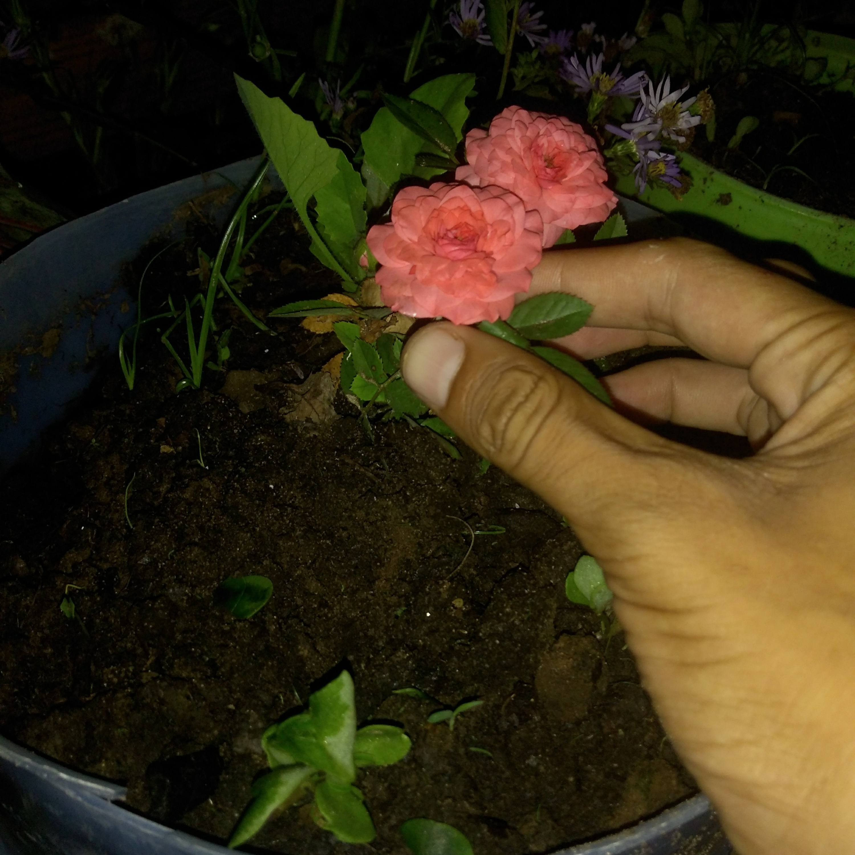 Poeta De Luz