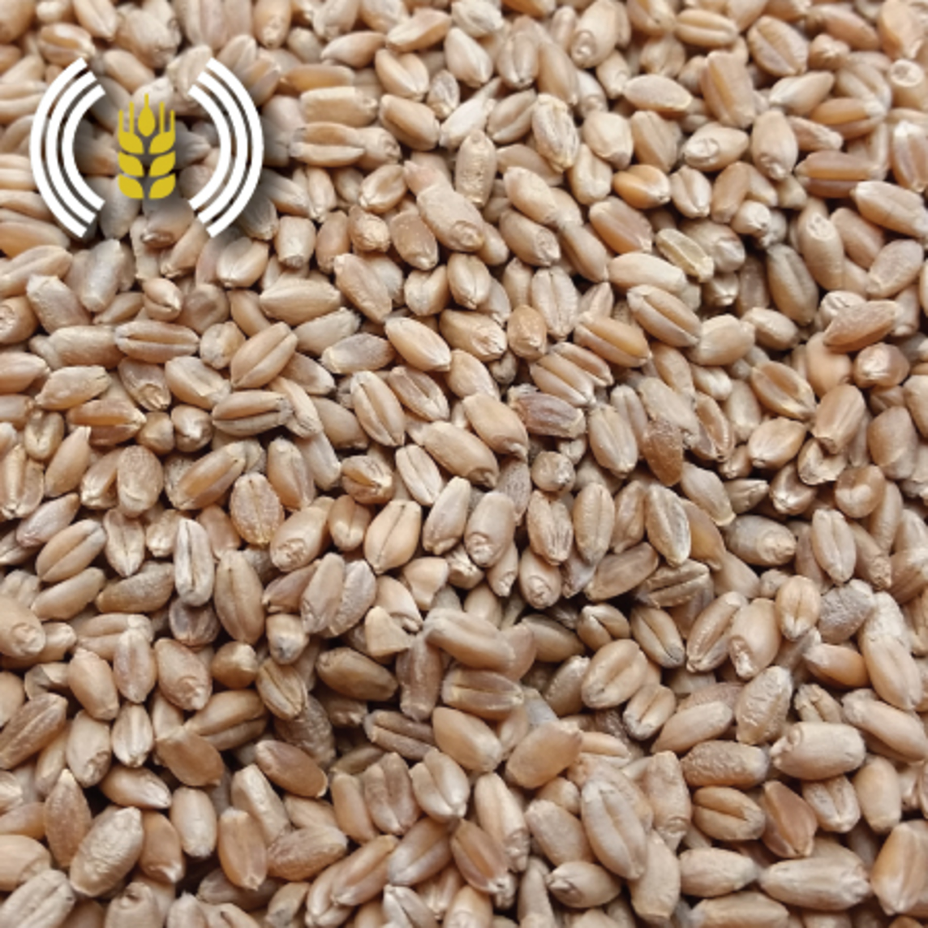 Wheat Profit
