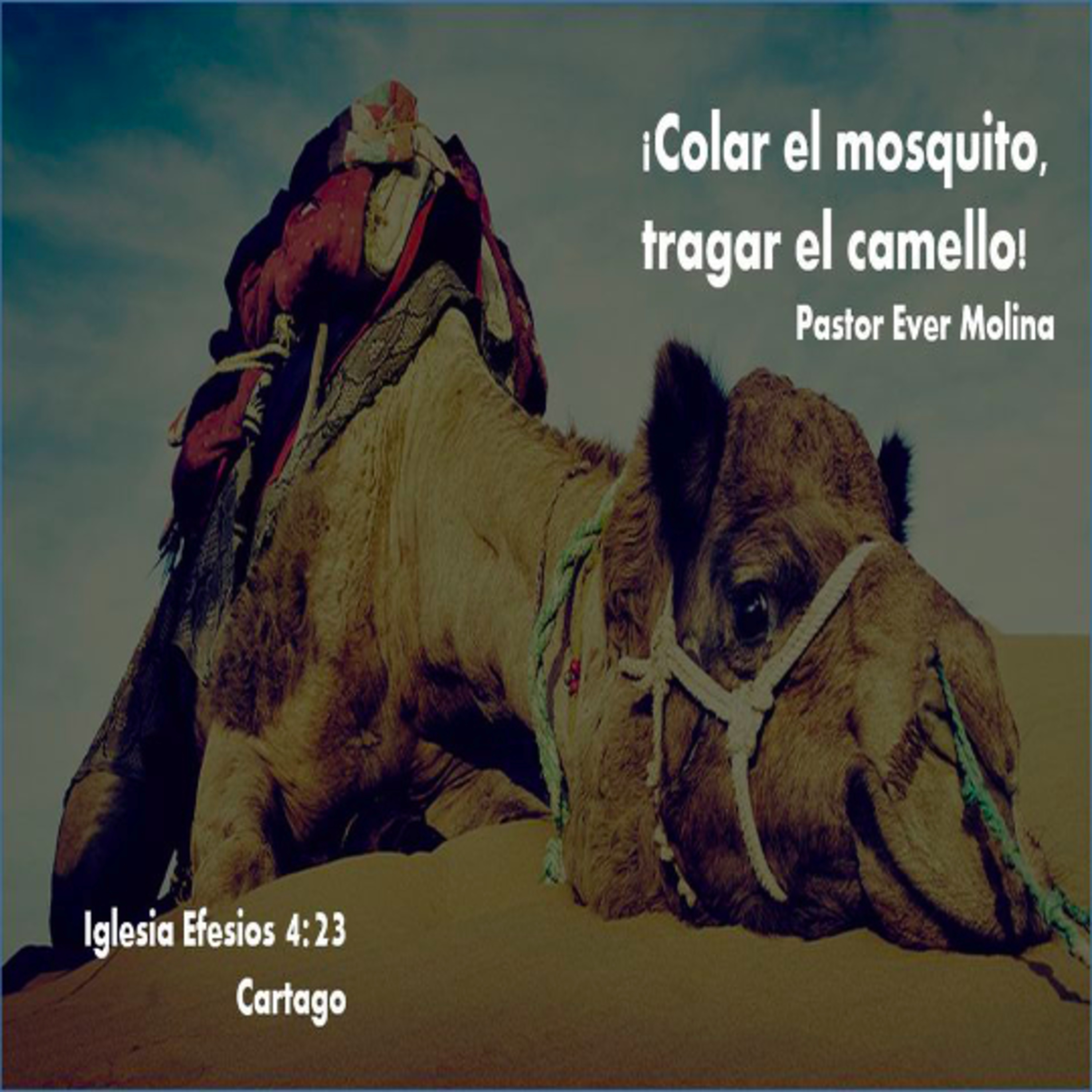 Colar el mosquito, tragar el camello episode artwork
