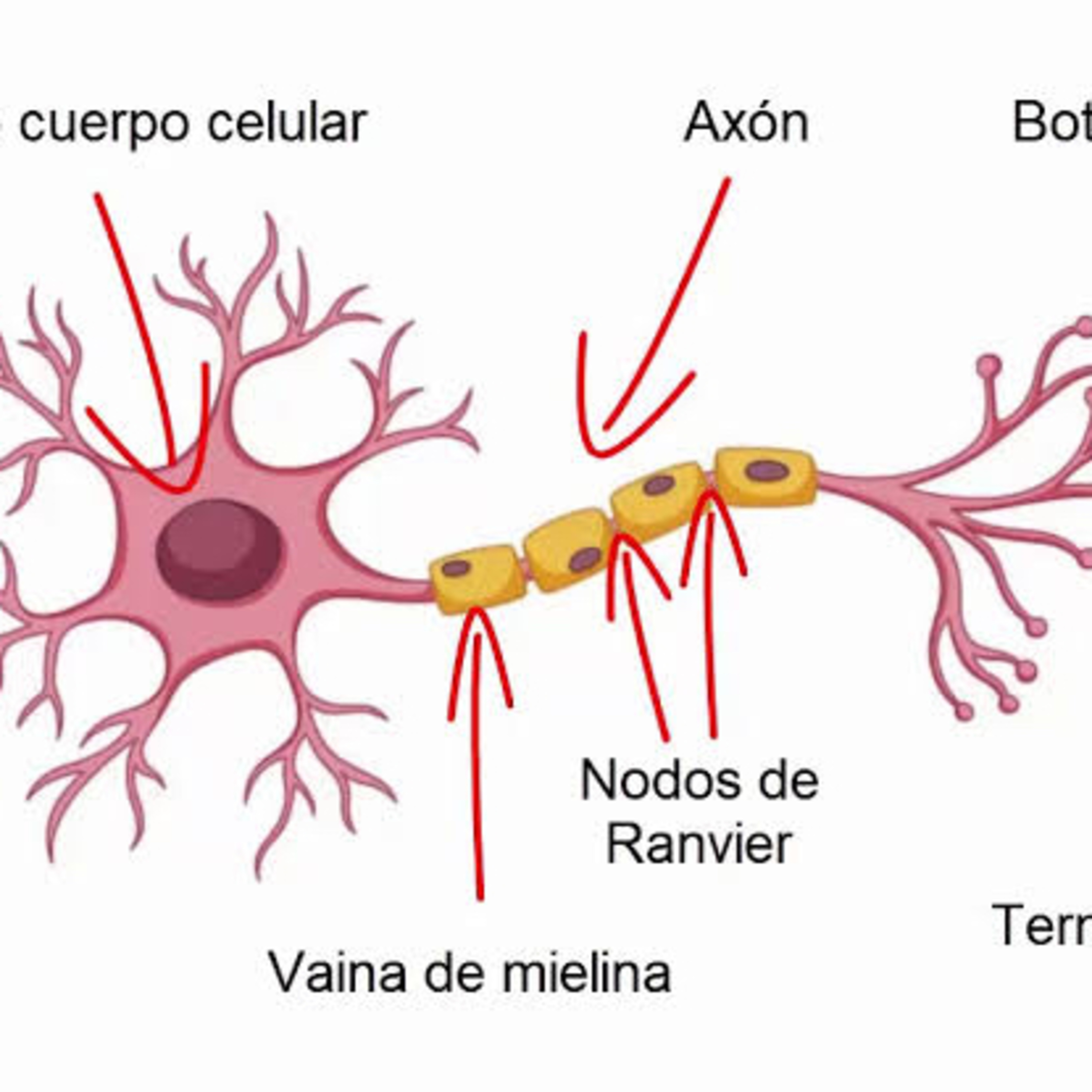 Neurona  episode artwork