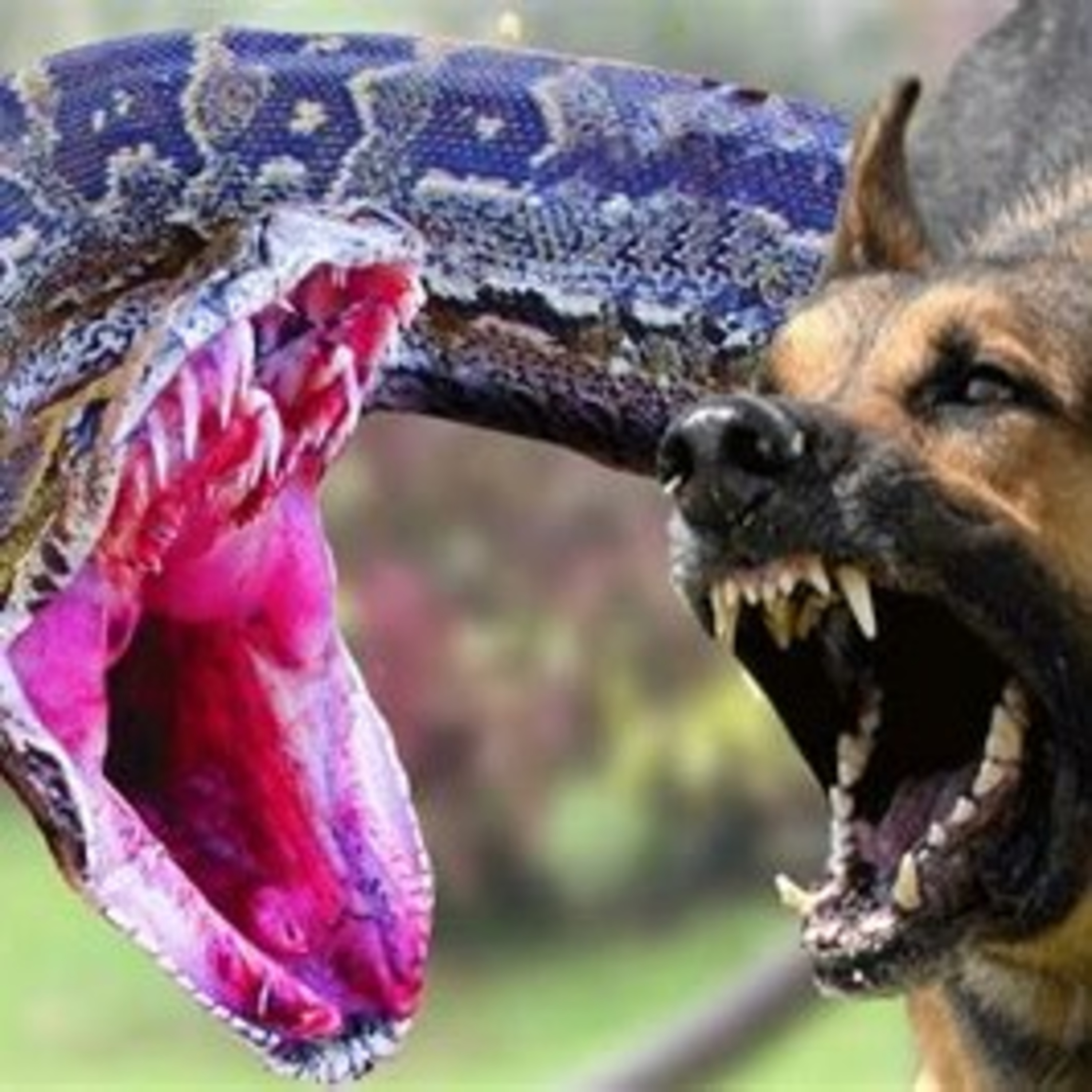Dogs, Snakes, Swine, & Devils episode artwork
