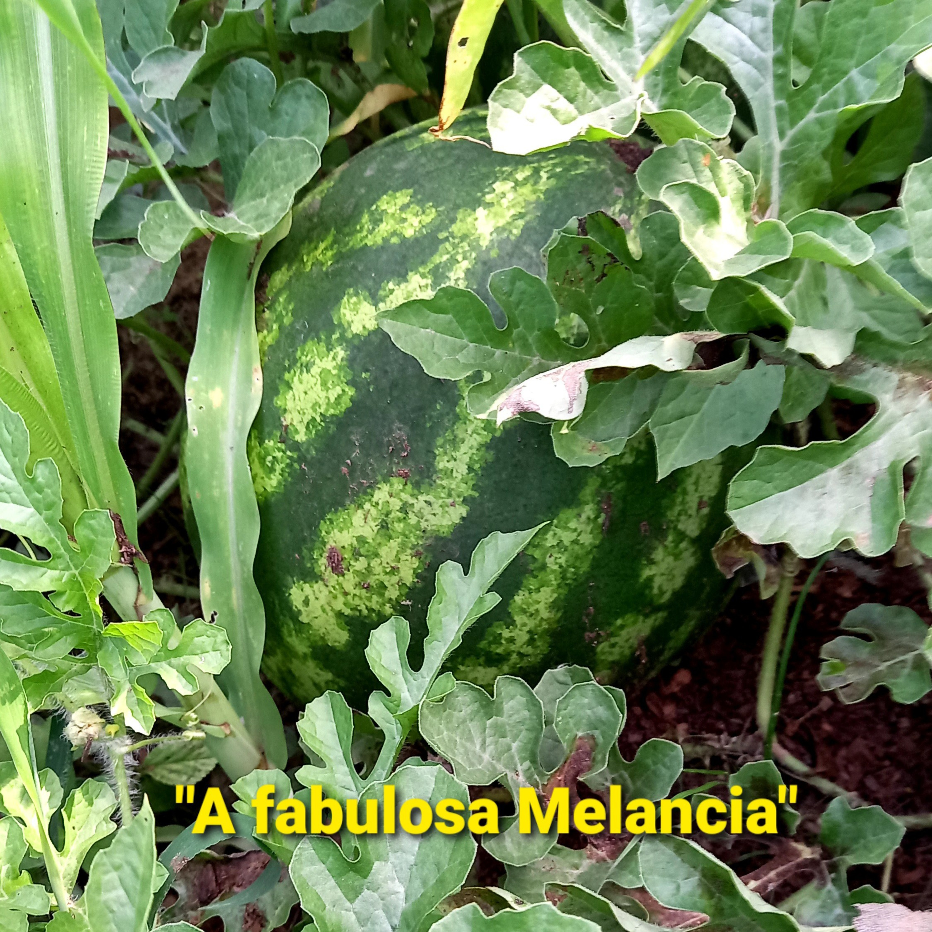 Tempo de Decisão