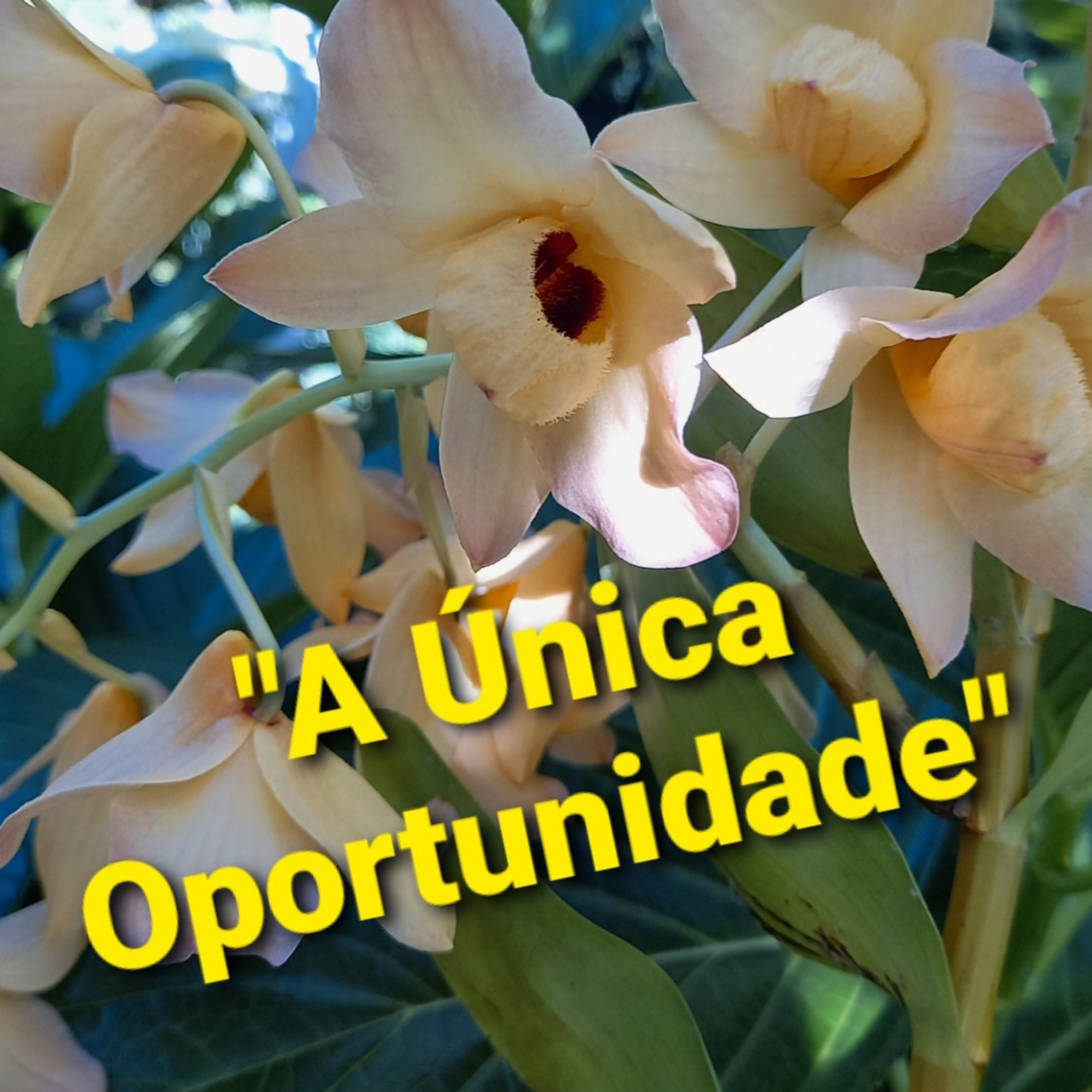 "A Única Oportunidade"     Tempo18Dez2021 episode artwork