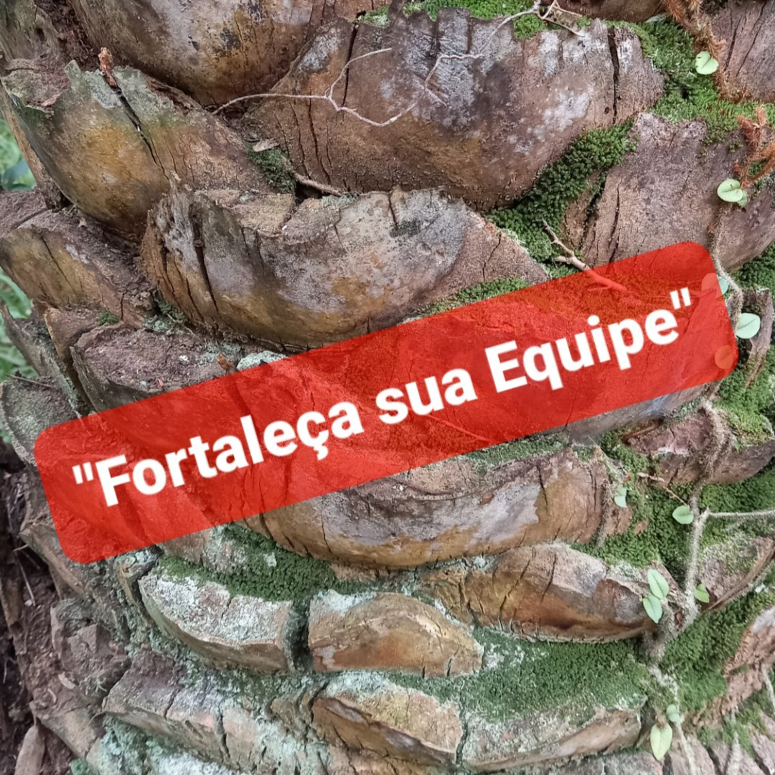 "Fortaleça sua Equipe"          Tempo16Julho2022 Abertura episode artwork