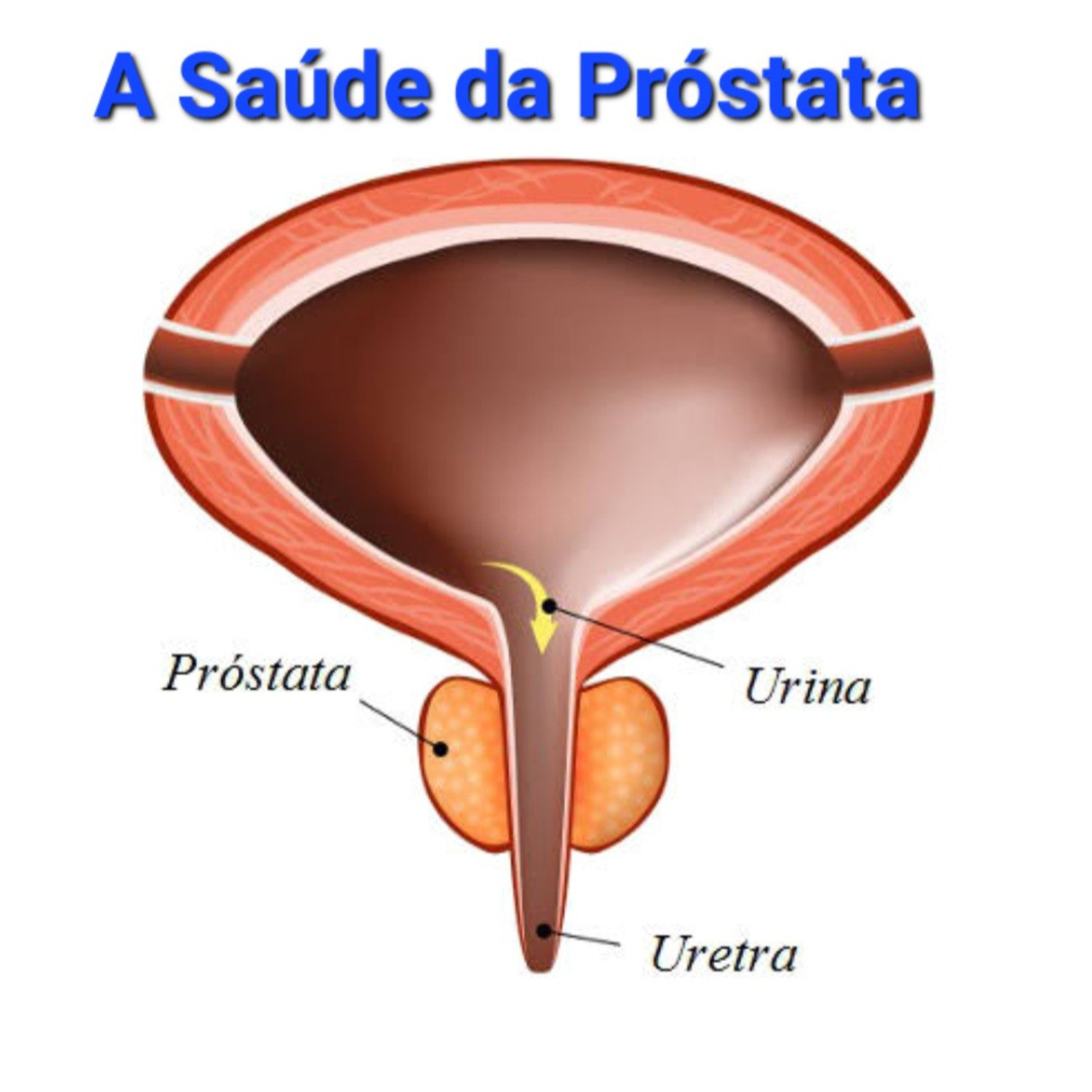 A Saúde da Próstata         Tempo26Nov2022 episode artwork