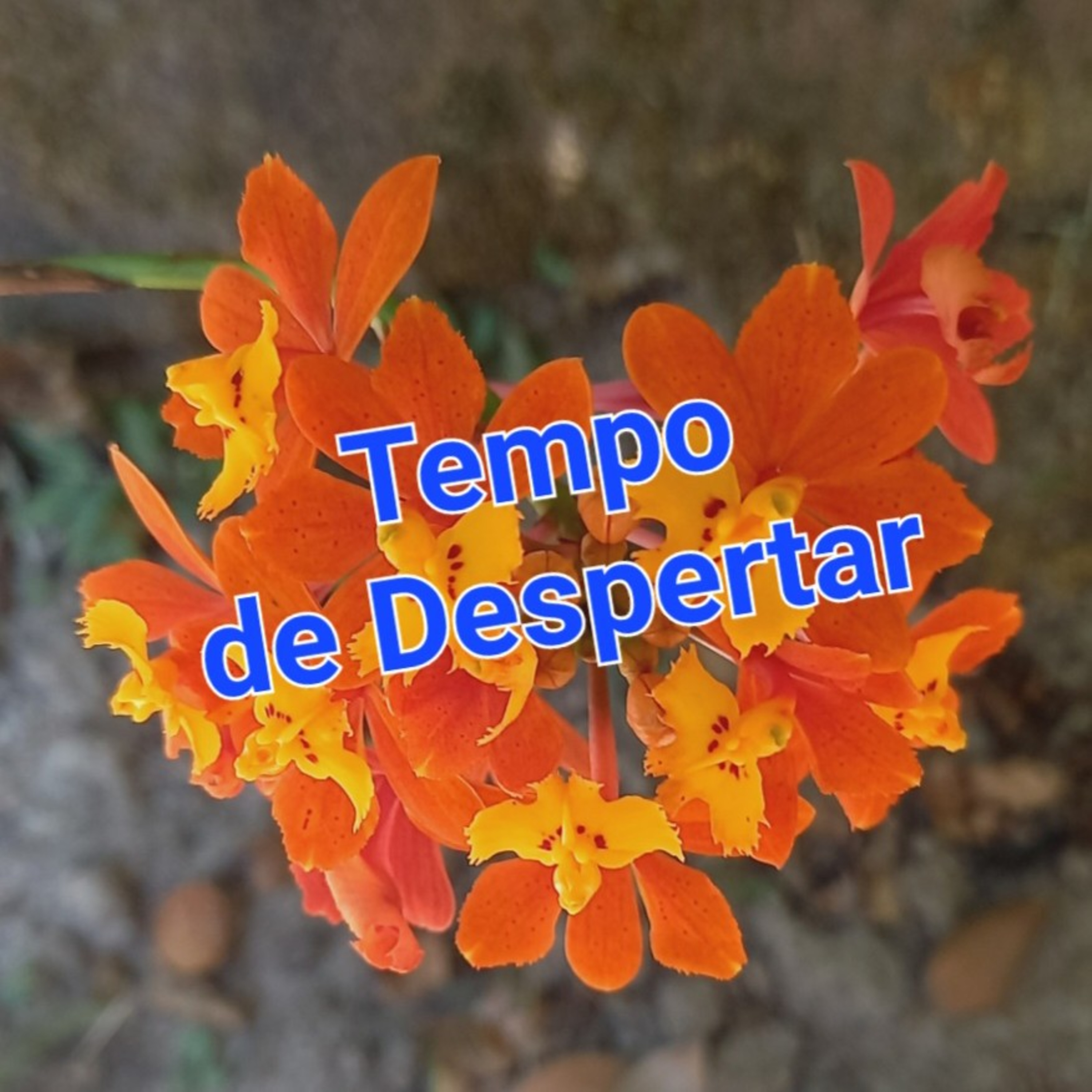 Tempo de Despertar           Tempo07Jan2023 episode artwork