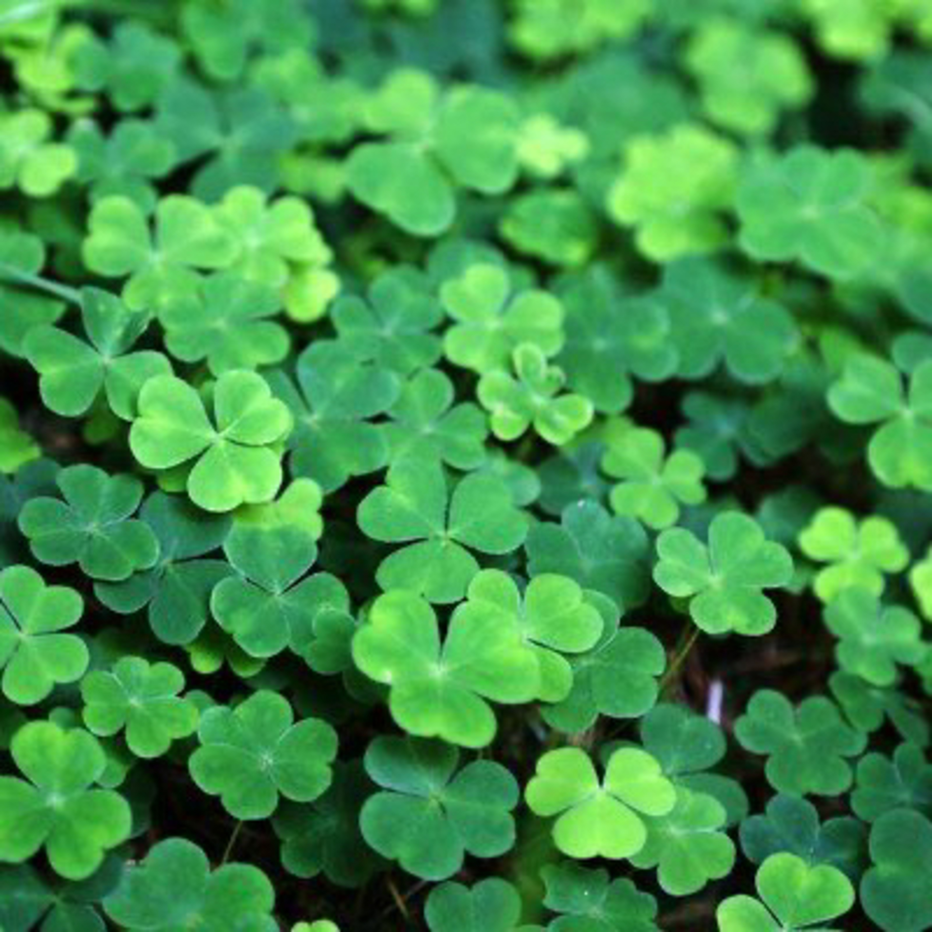 La Saint Patrick