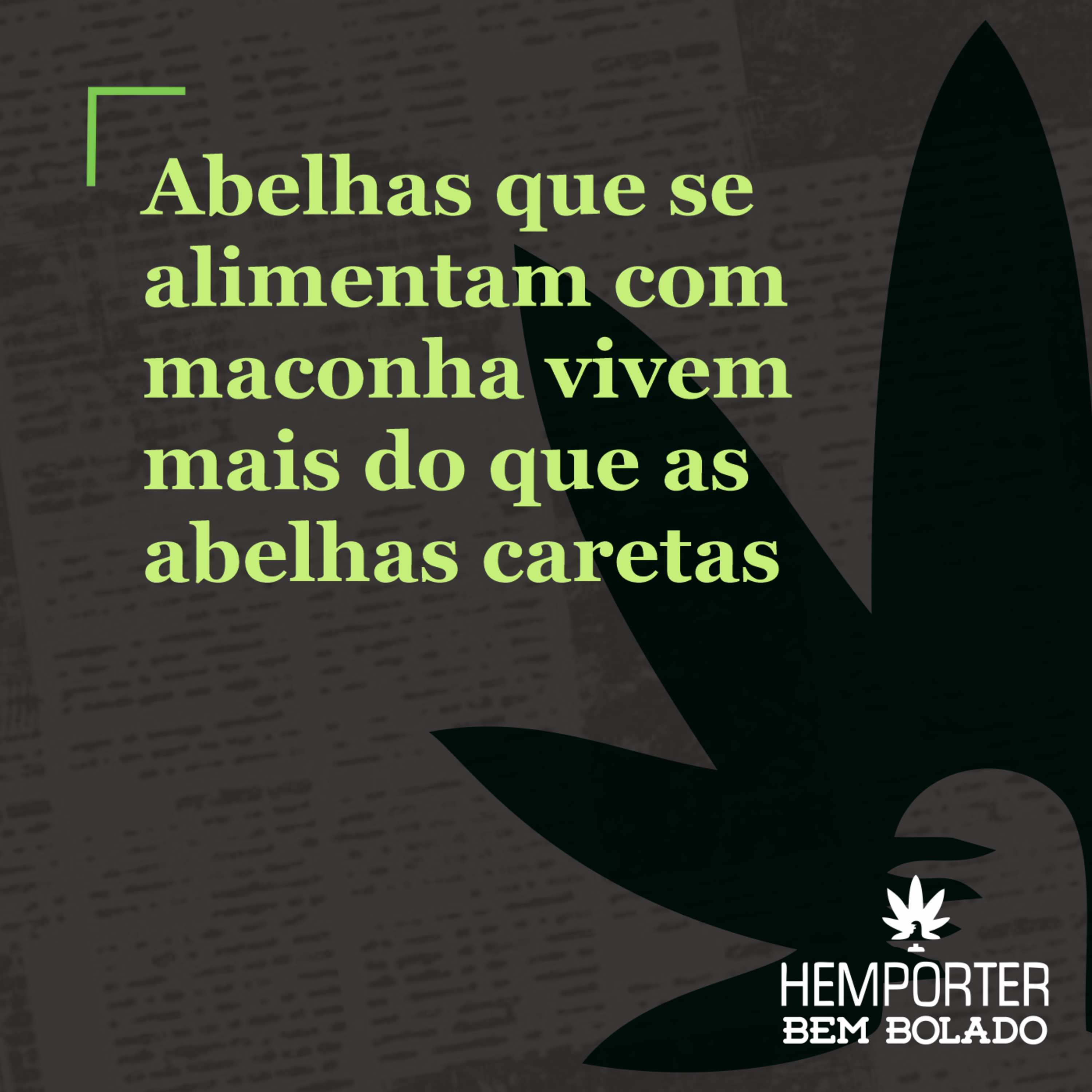 Abelhas que se alimentam com maconha vivem mais do que abelhas caretas episode artwork