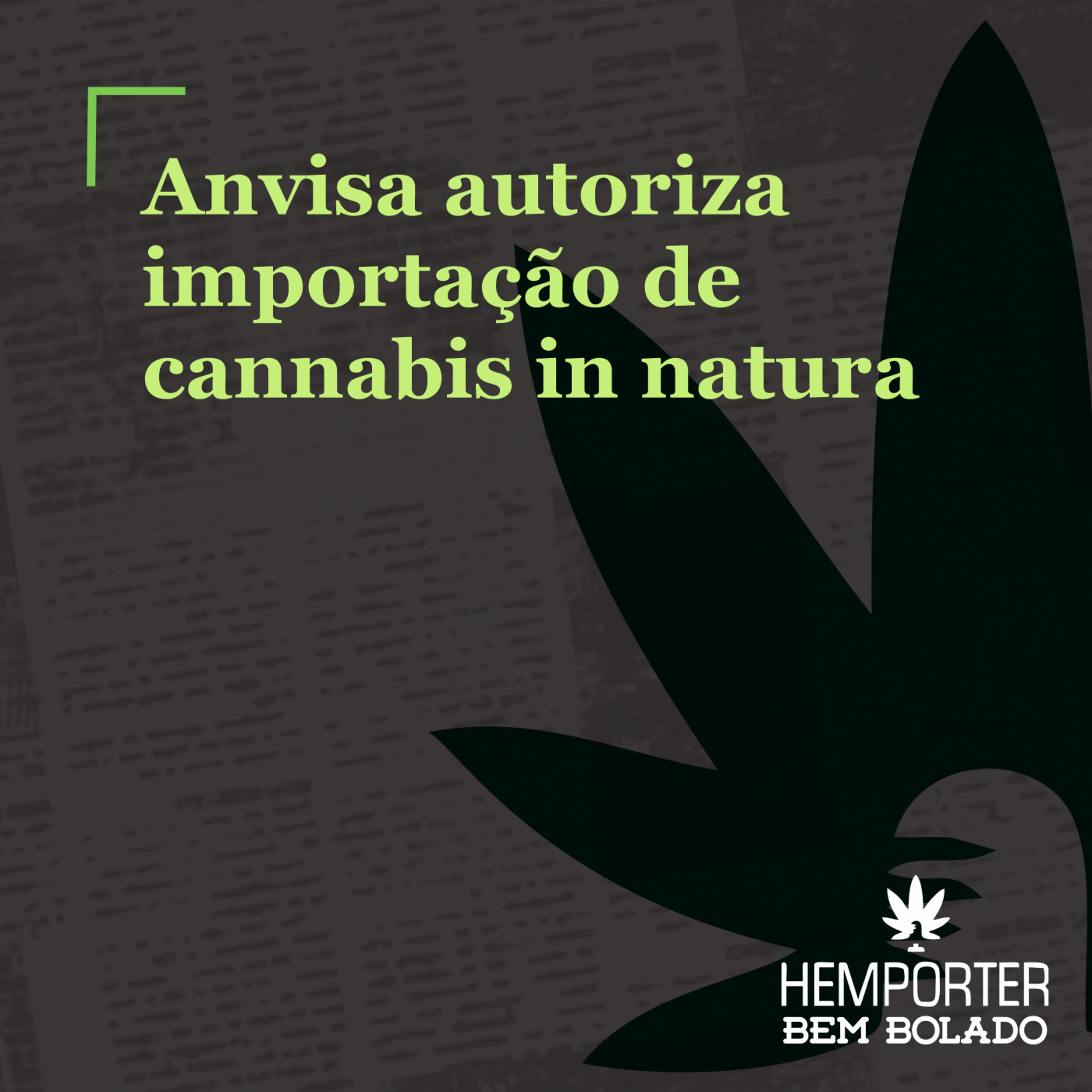 Anvisa autoriza primeira importação de cannabis in natura produzida no Uruguai episode artwork