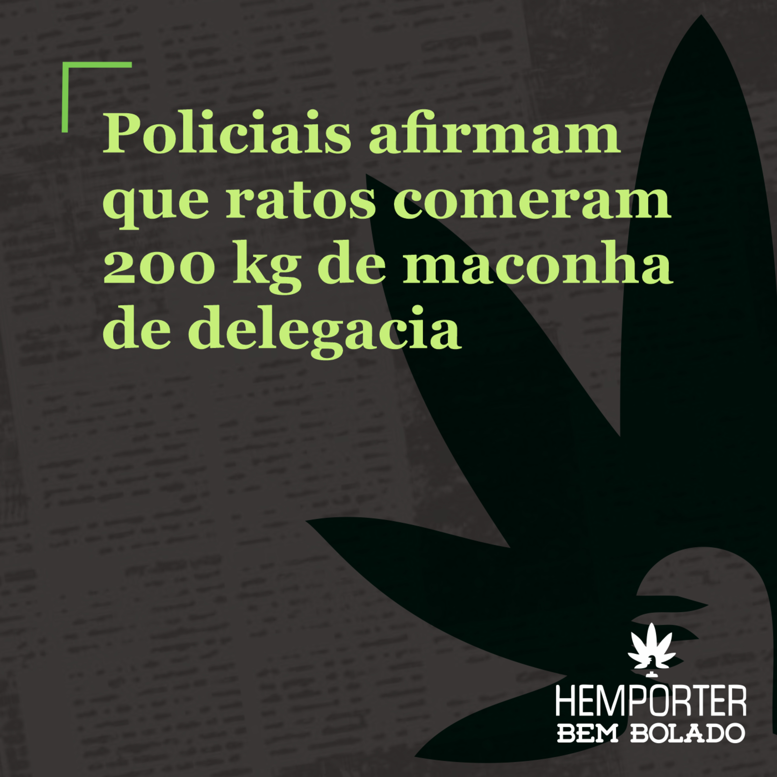 Policiais afirmam que ratos comeram 200 kg de maconha de delegacia