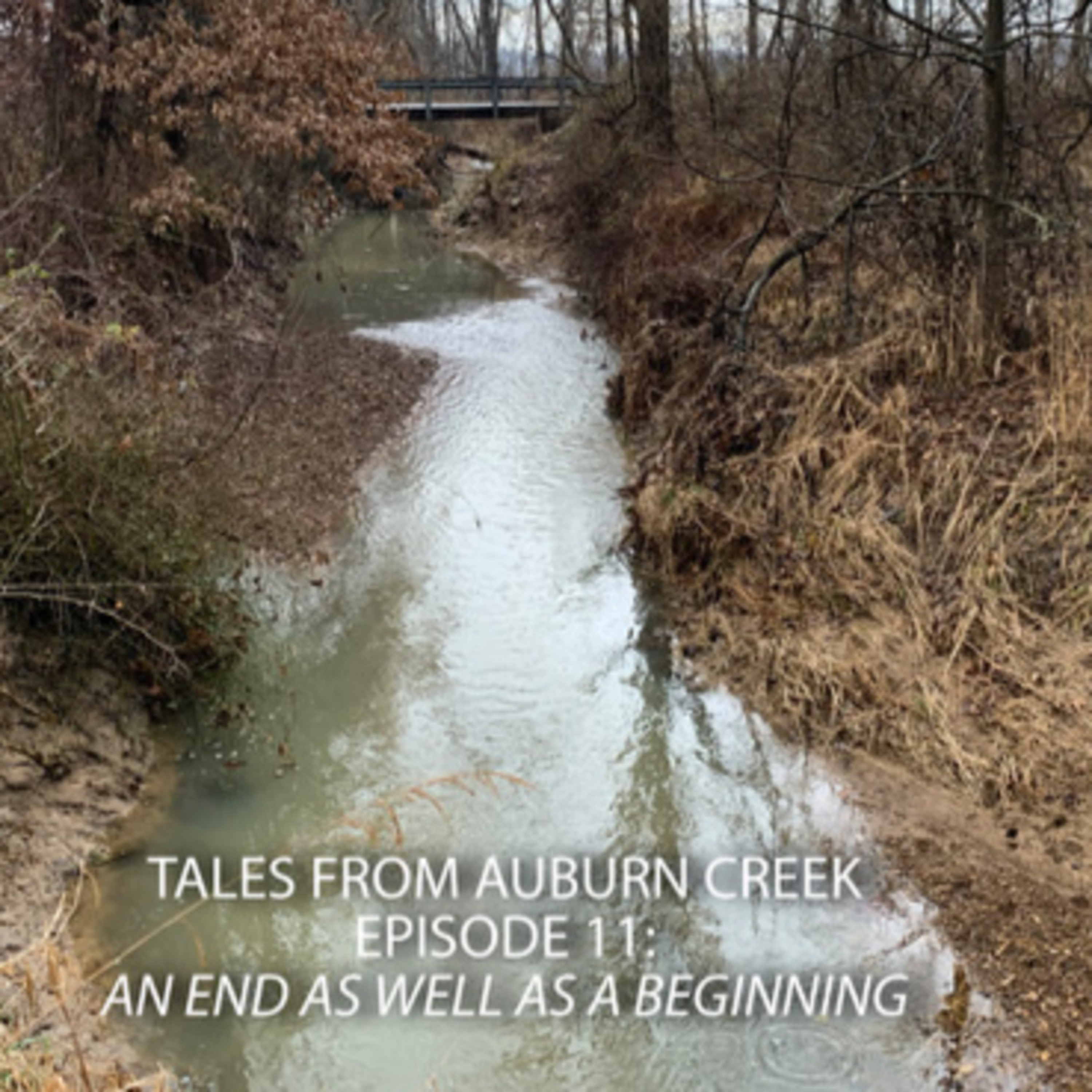 Tales from Auburn Creek