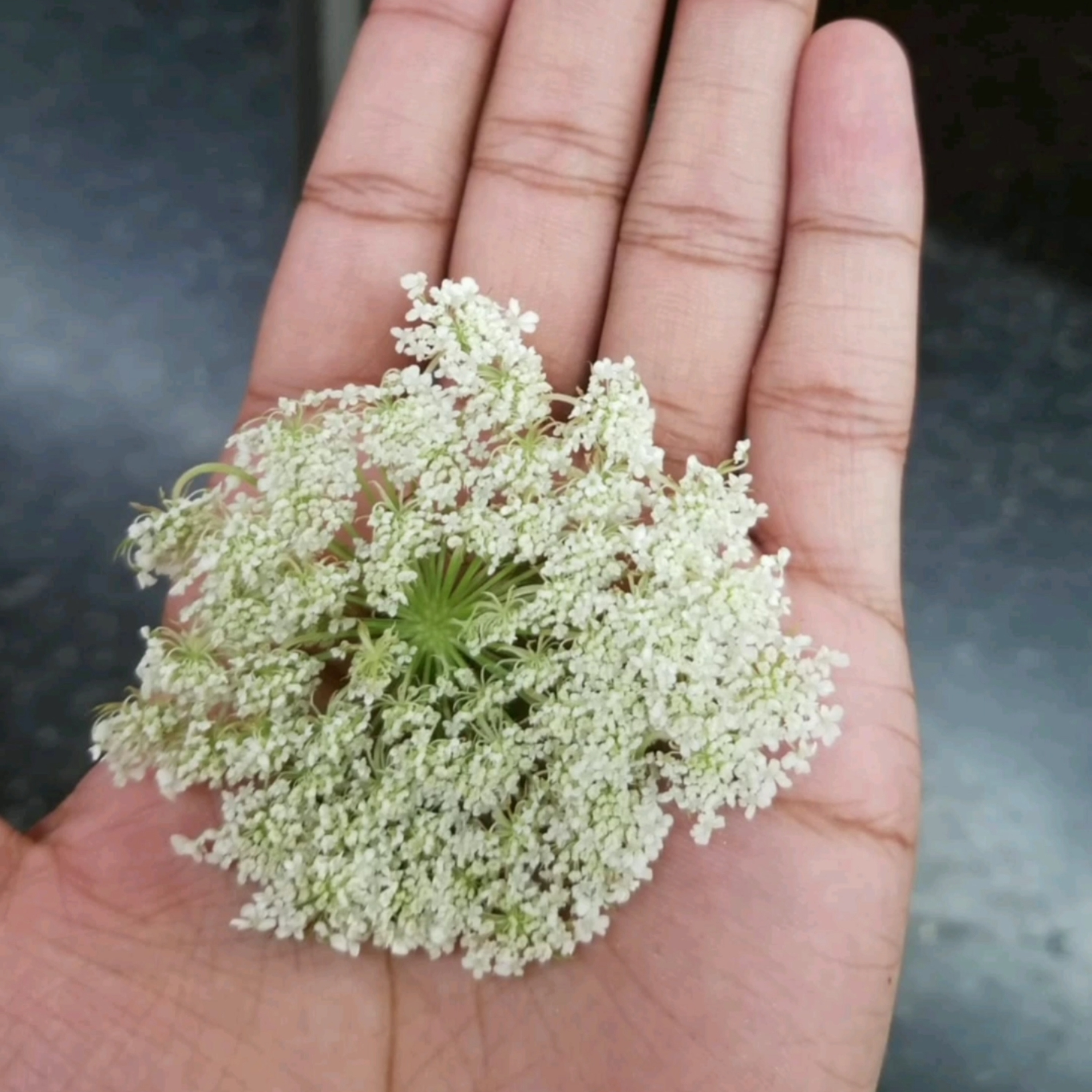 The Dialogue: A Bro-Therapy