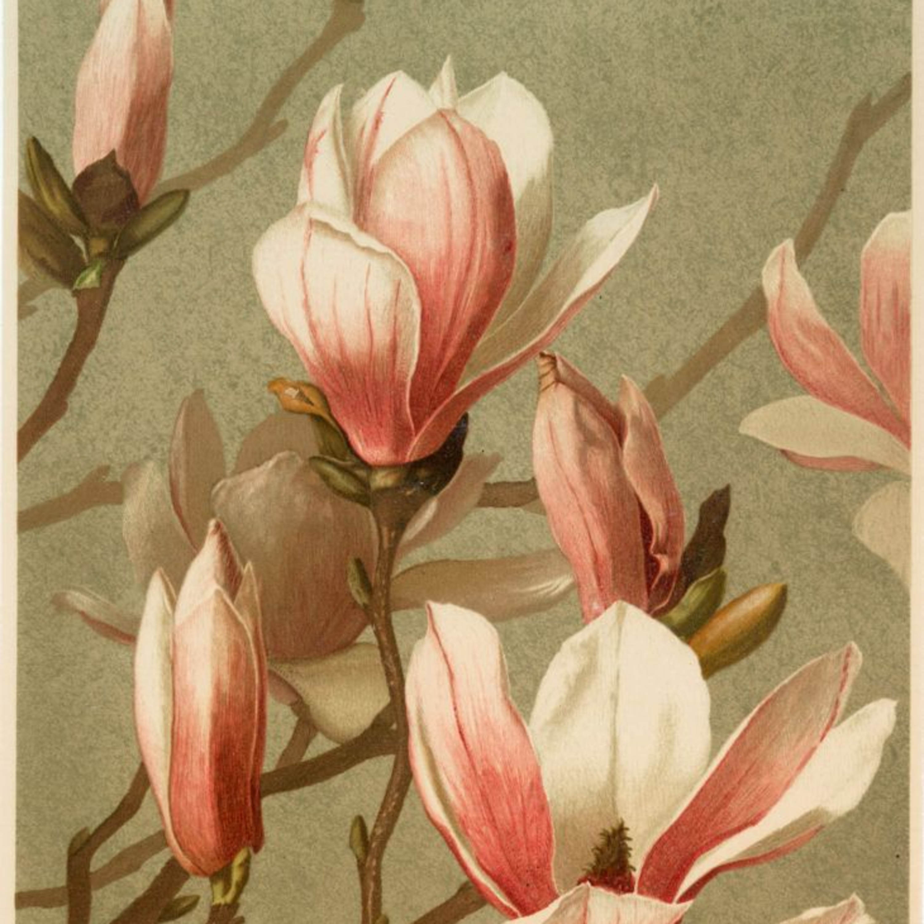 Magnolia #4 episode artwork