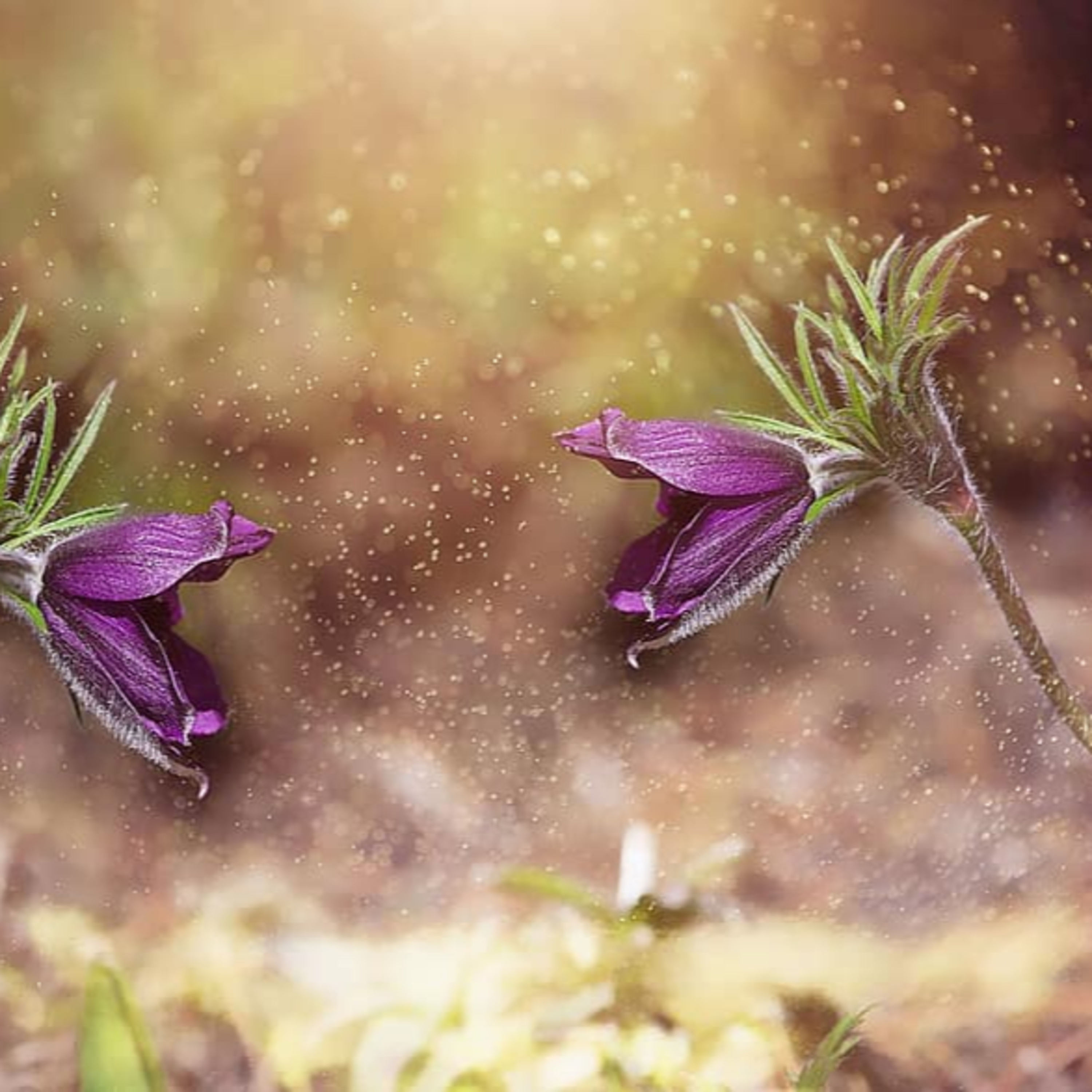 Interview with Damla Aktekin, Healer  episode artwork