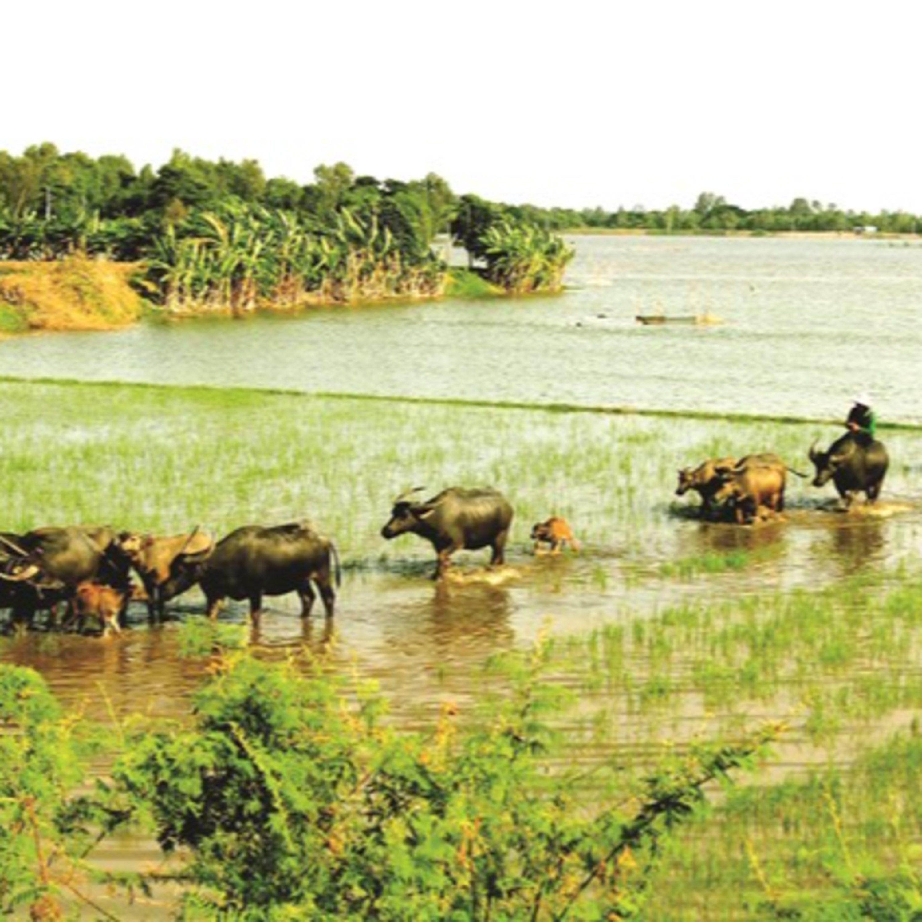 Chuyện Mekong