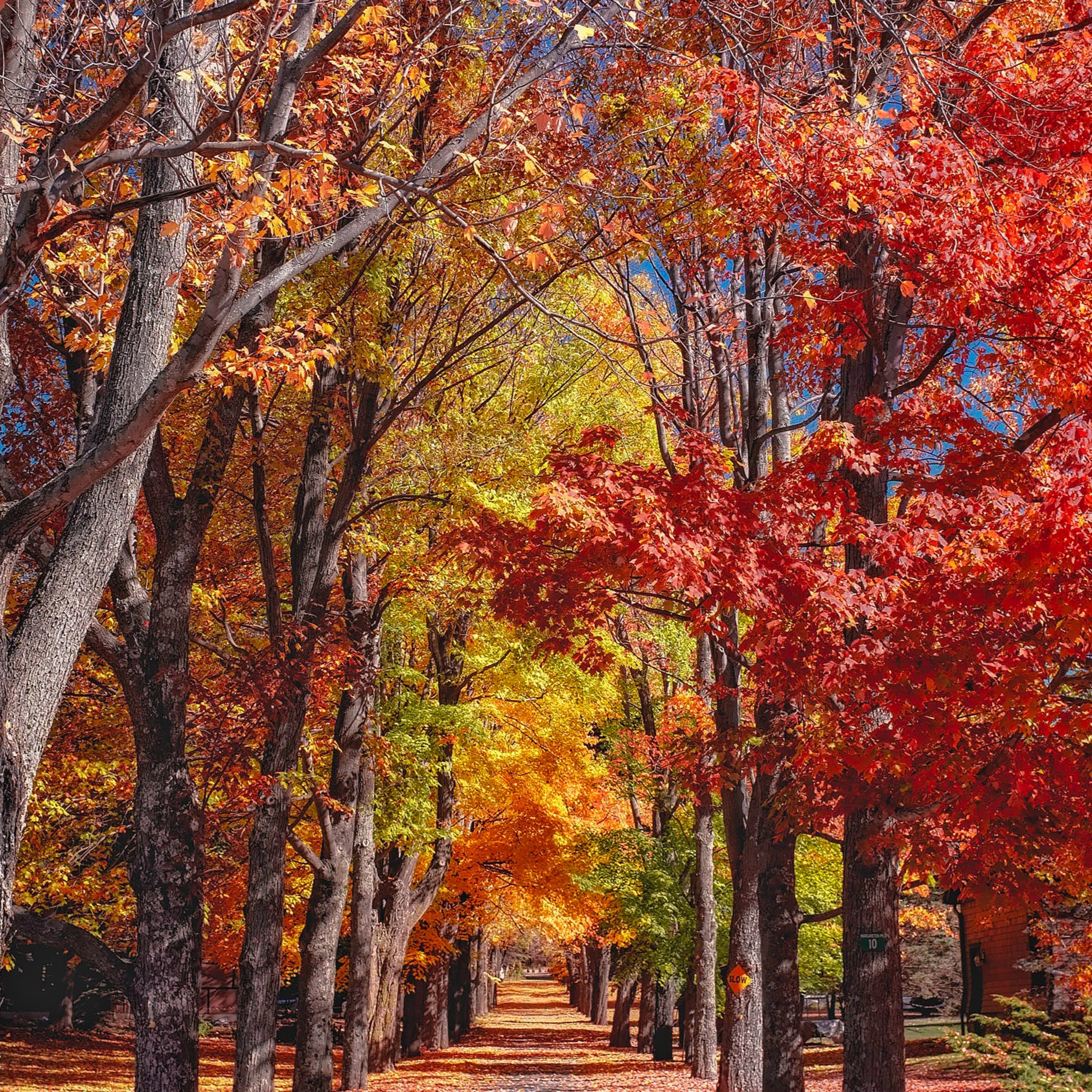 13. Relaxing Wind in Trees + Leaves falling + Bird Sounds | Soothing SoundX Relax episode artwork