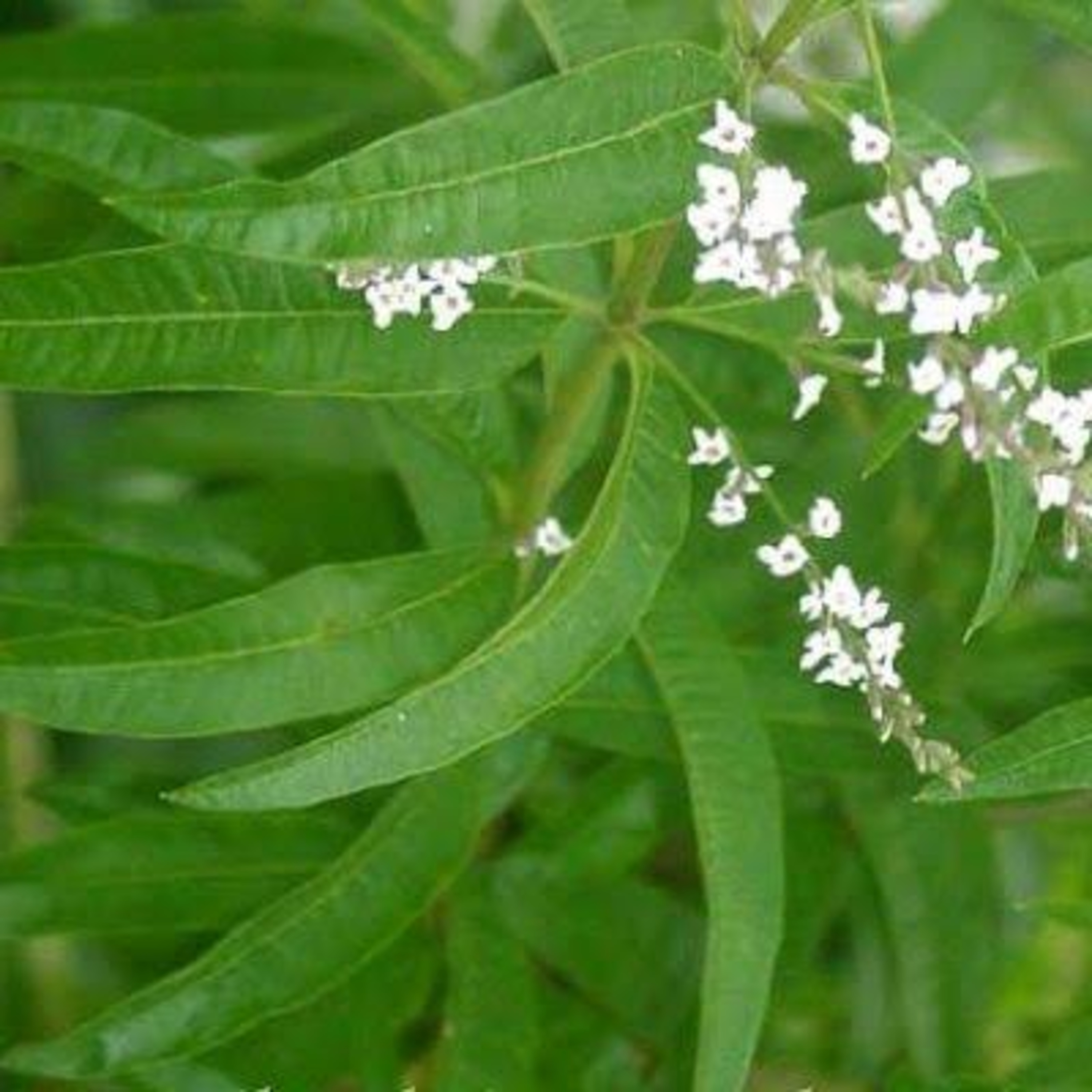 Diário De Uma Aromaterapeuta Rasta