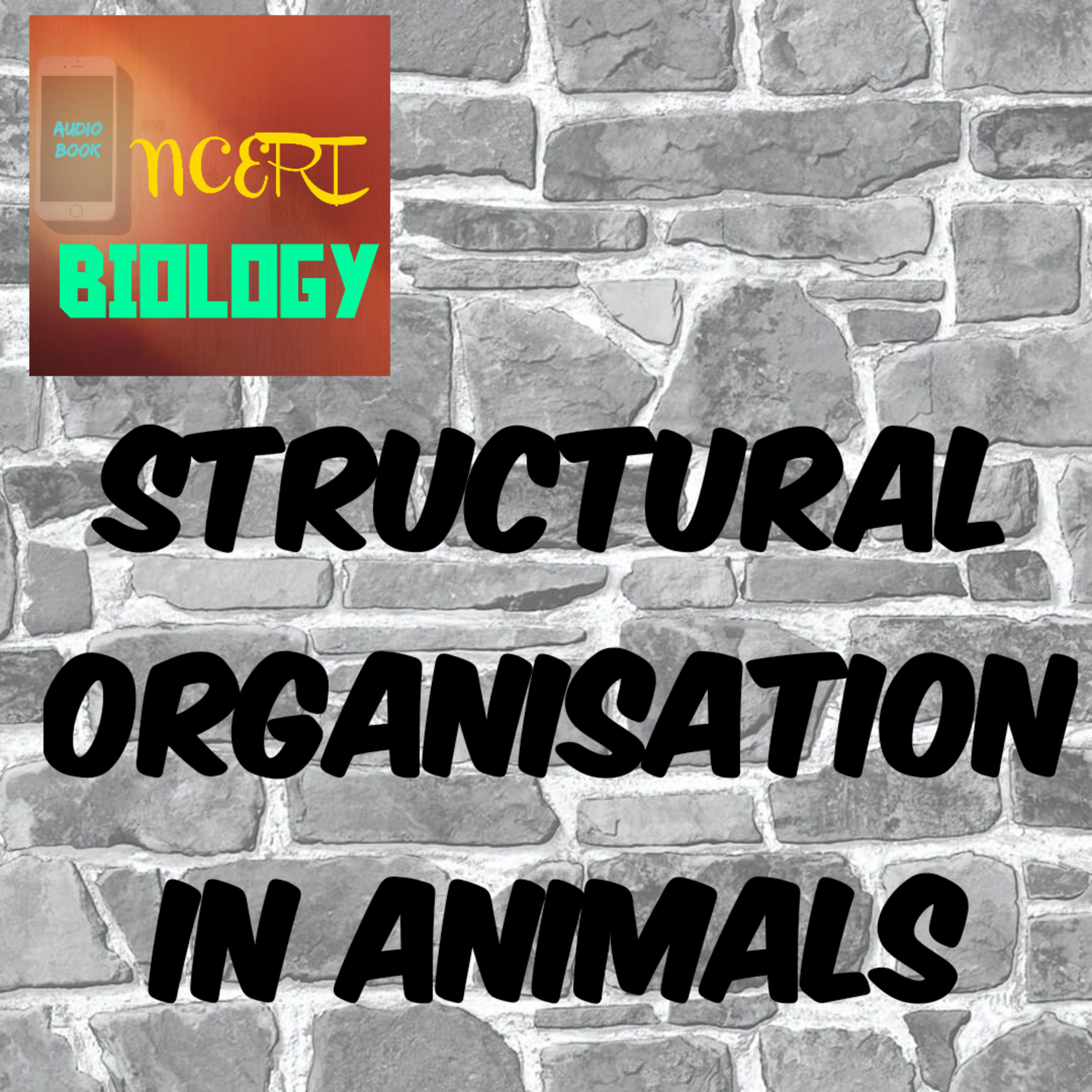 #13 Structural Organisation in Animals