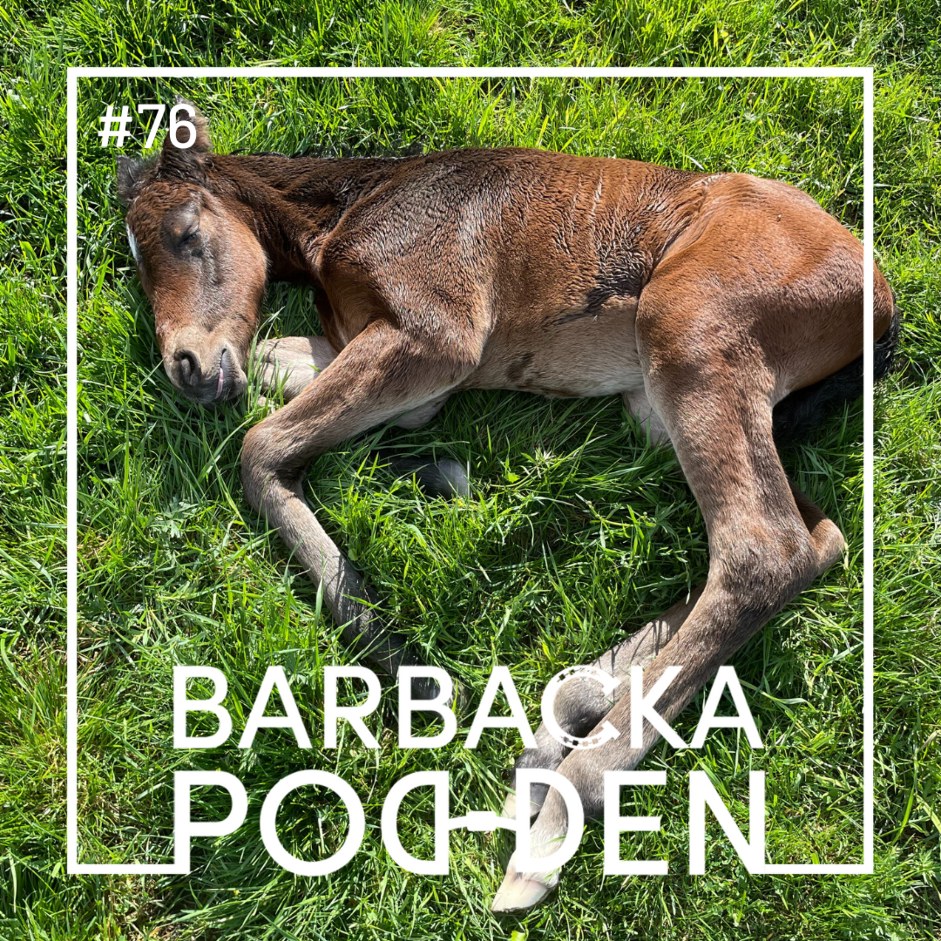 Barbackapodden