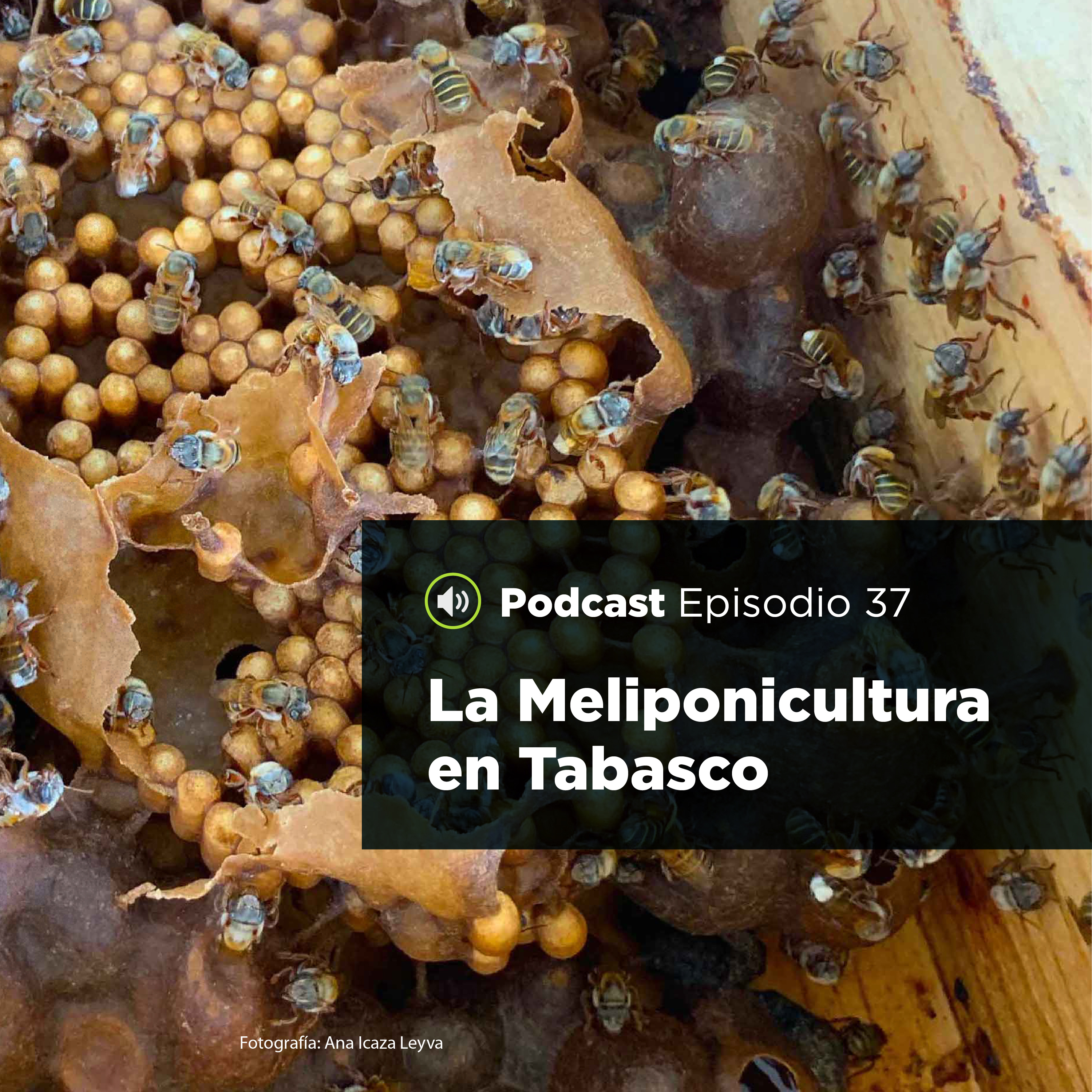 UJATConCiencia