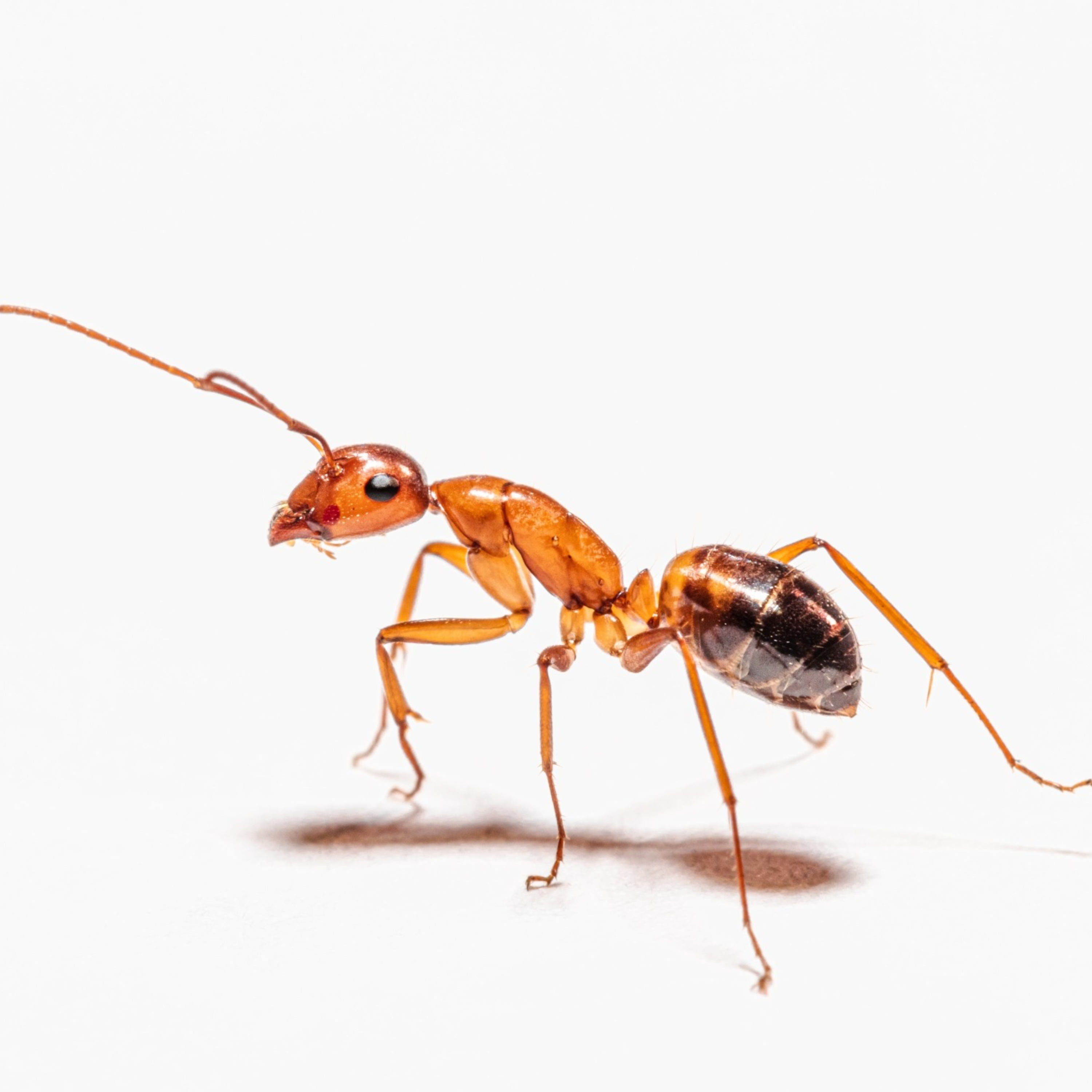 Ants as pets episode artwork