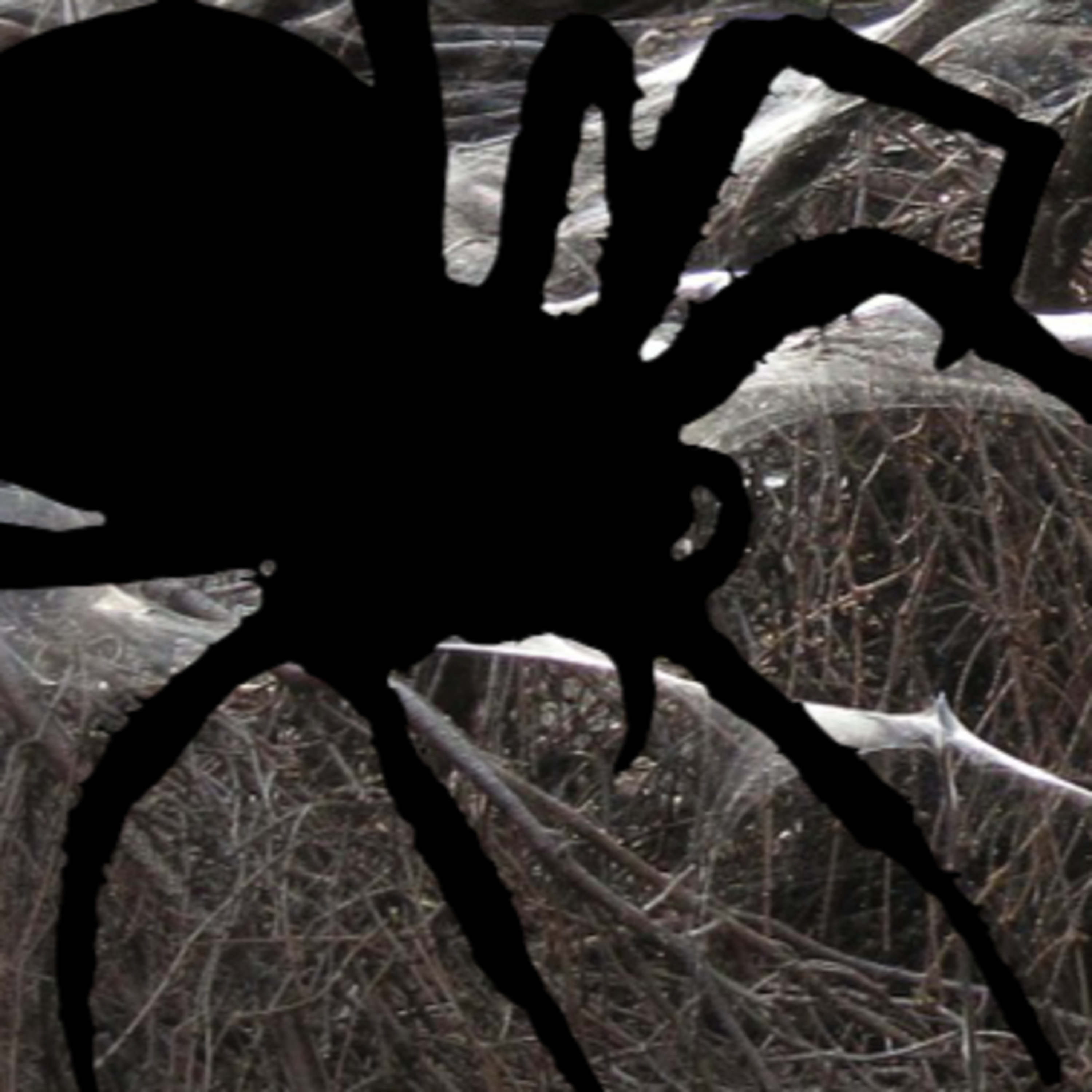 Arachnid episode artwork
