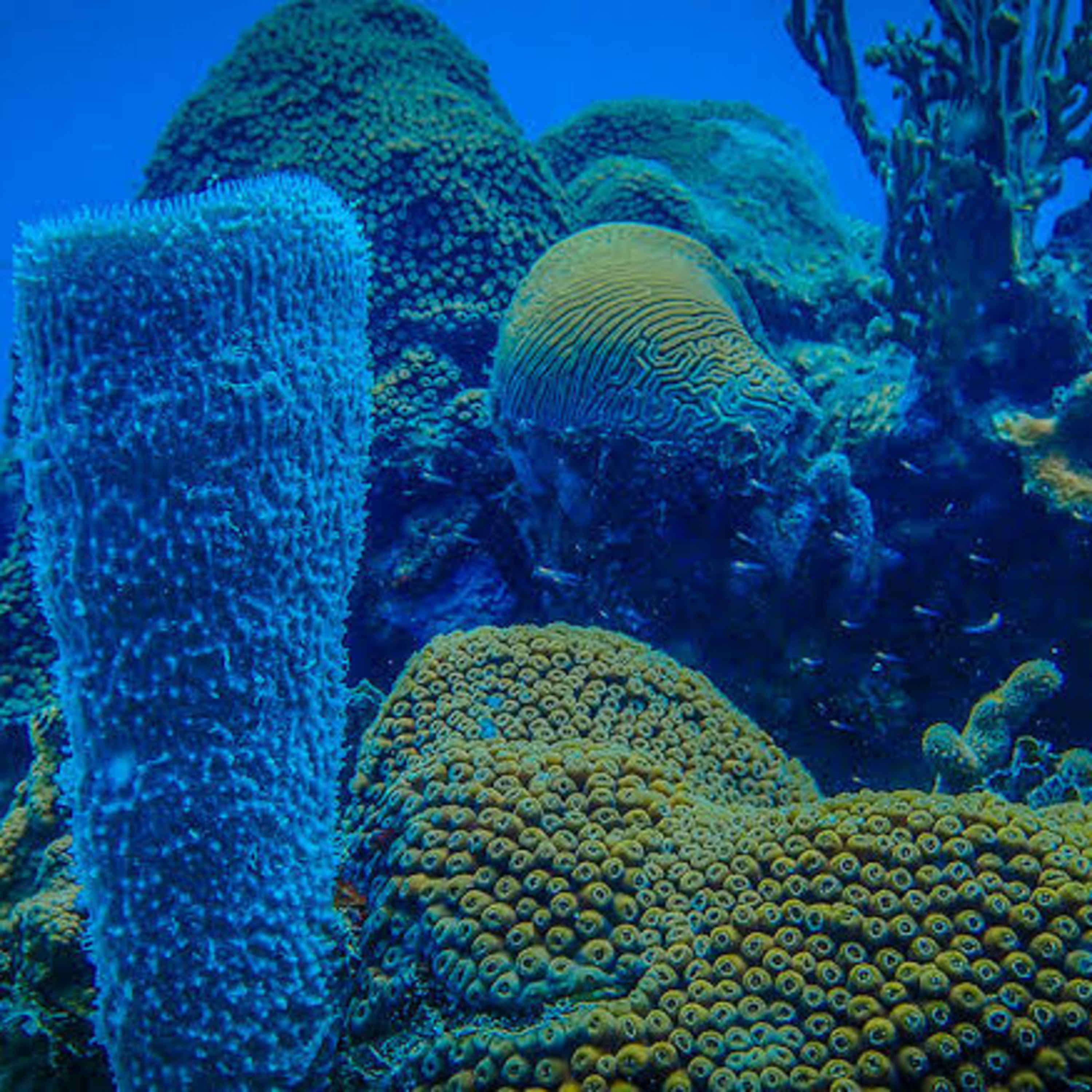 Ecosistema Marino