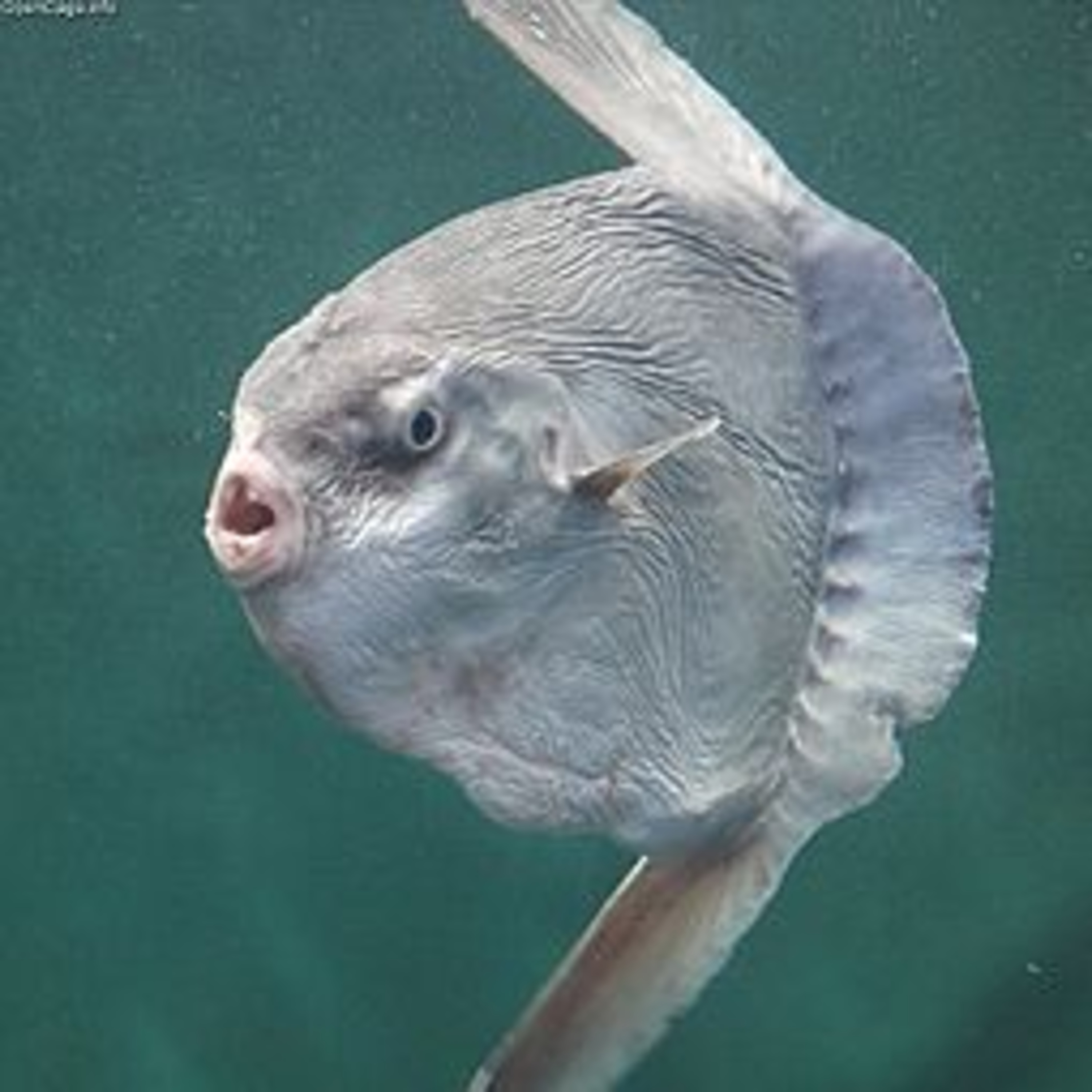 #6 - Haha - the Mola Mola fish #6 - Haha - the Mola Mola fish