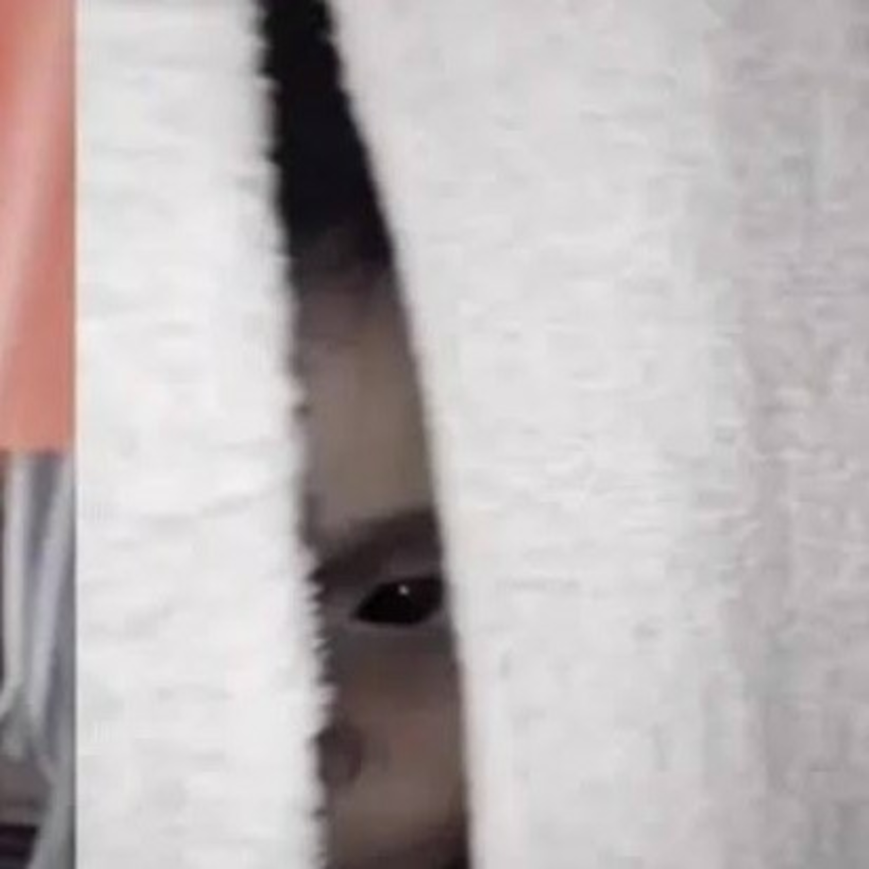 El fantasma que asesino a mi perro