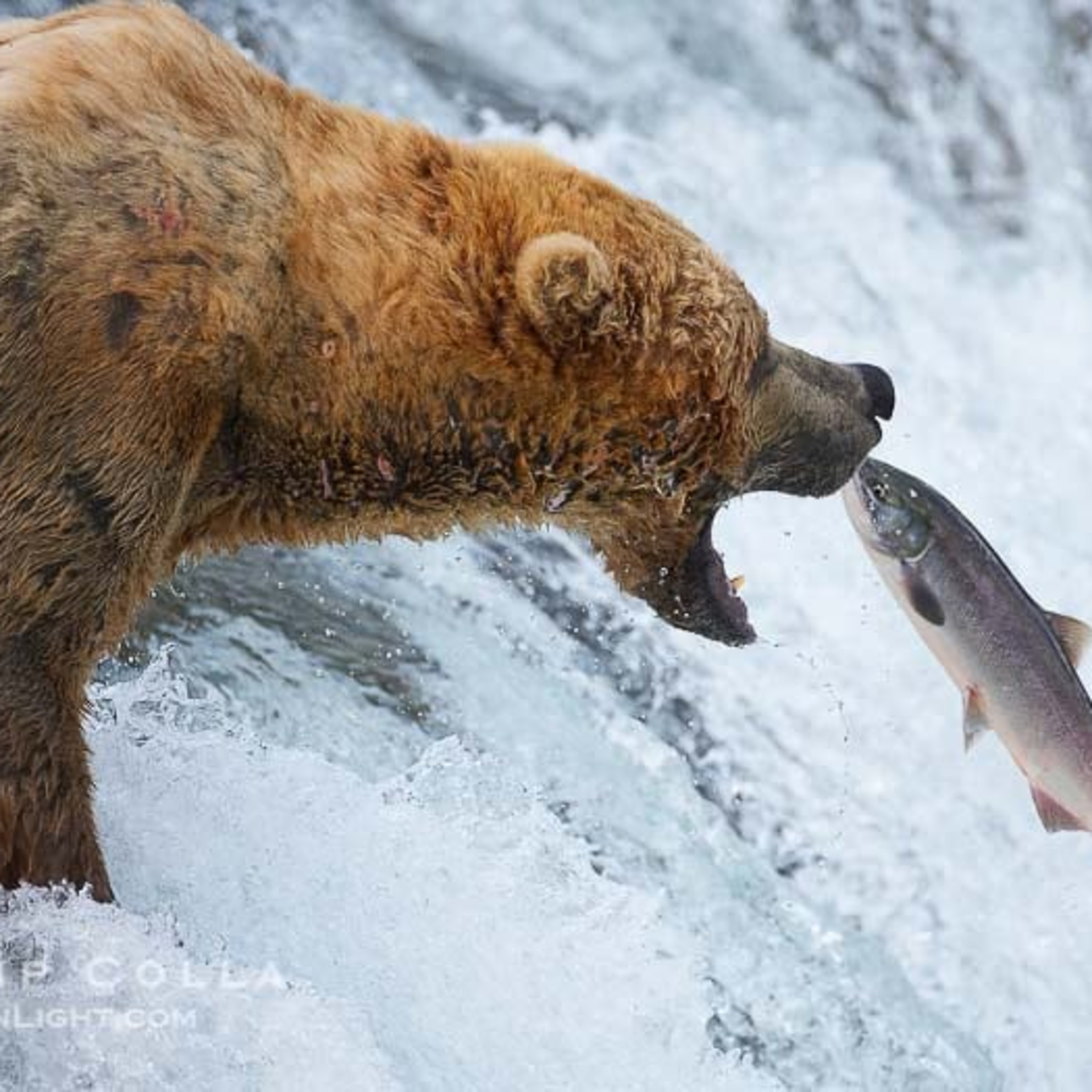 The Wolves leaving Yellowstone: Grizzly Bear’s perspective  episode artwork