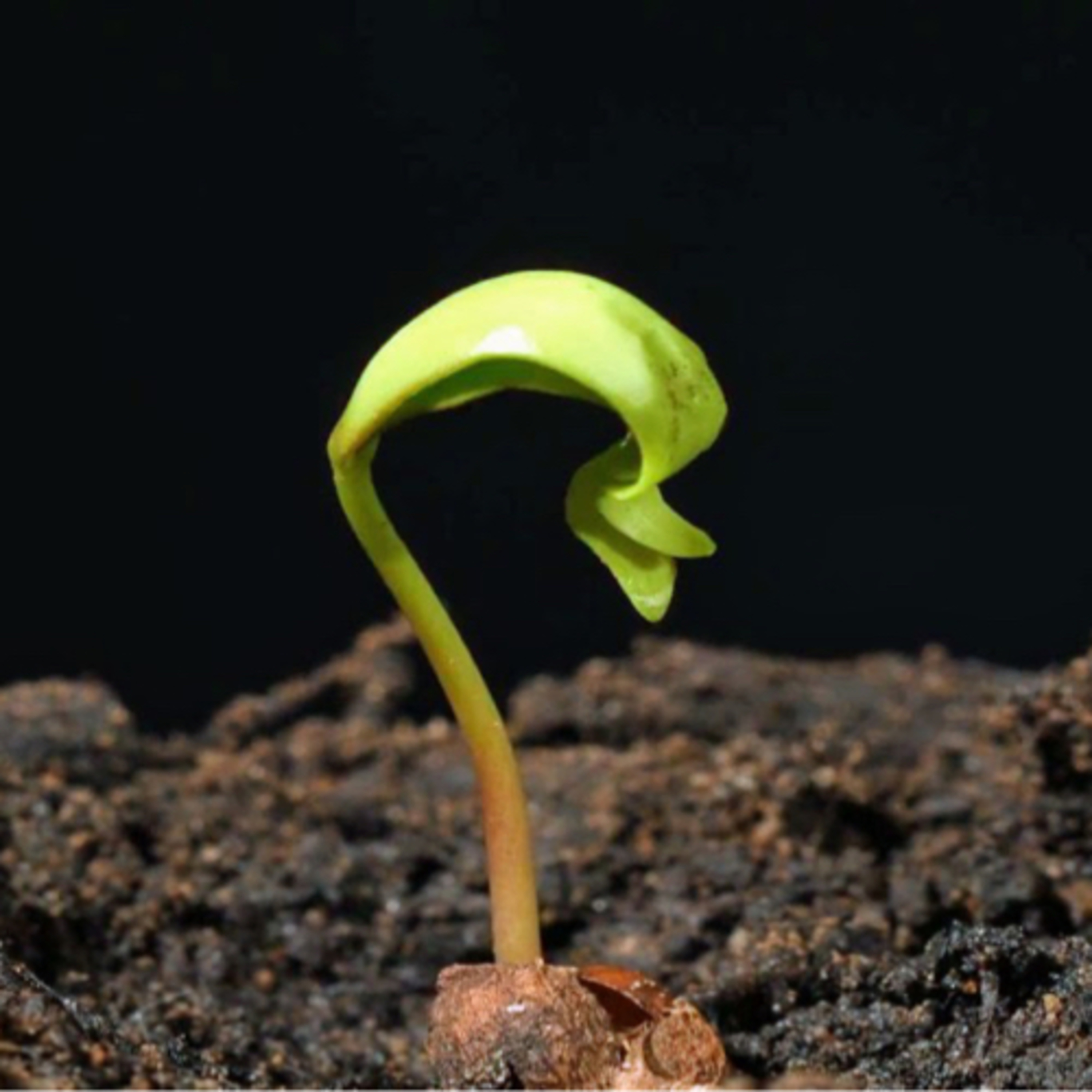 "Ready Set Grow" episode artwork