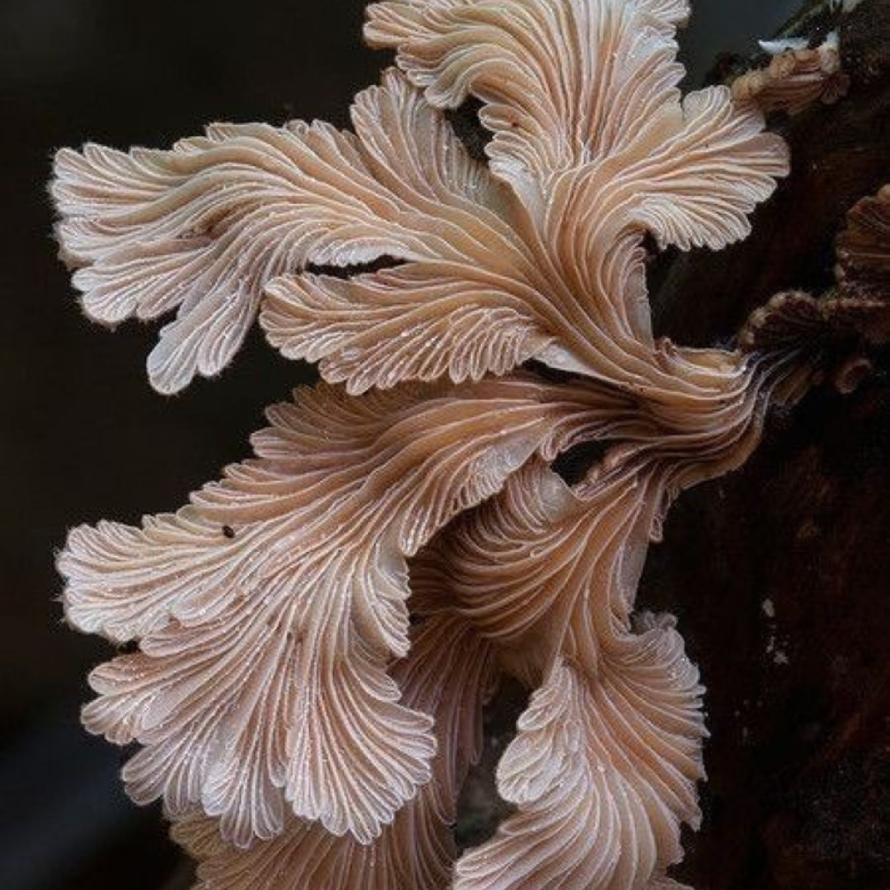 Beyond Patriarchal S*x