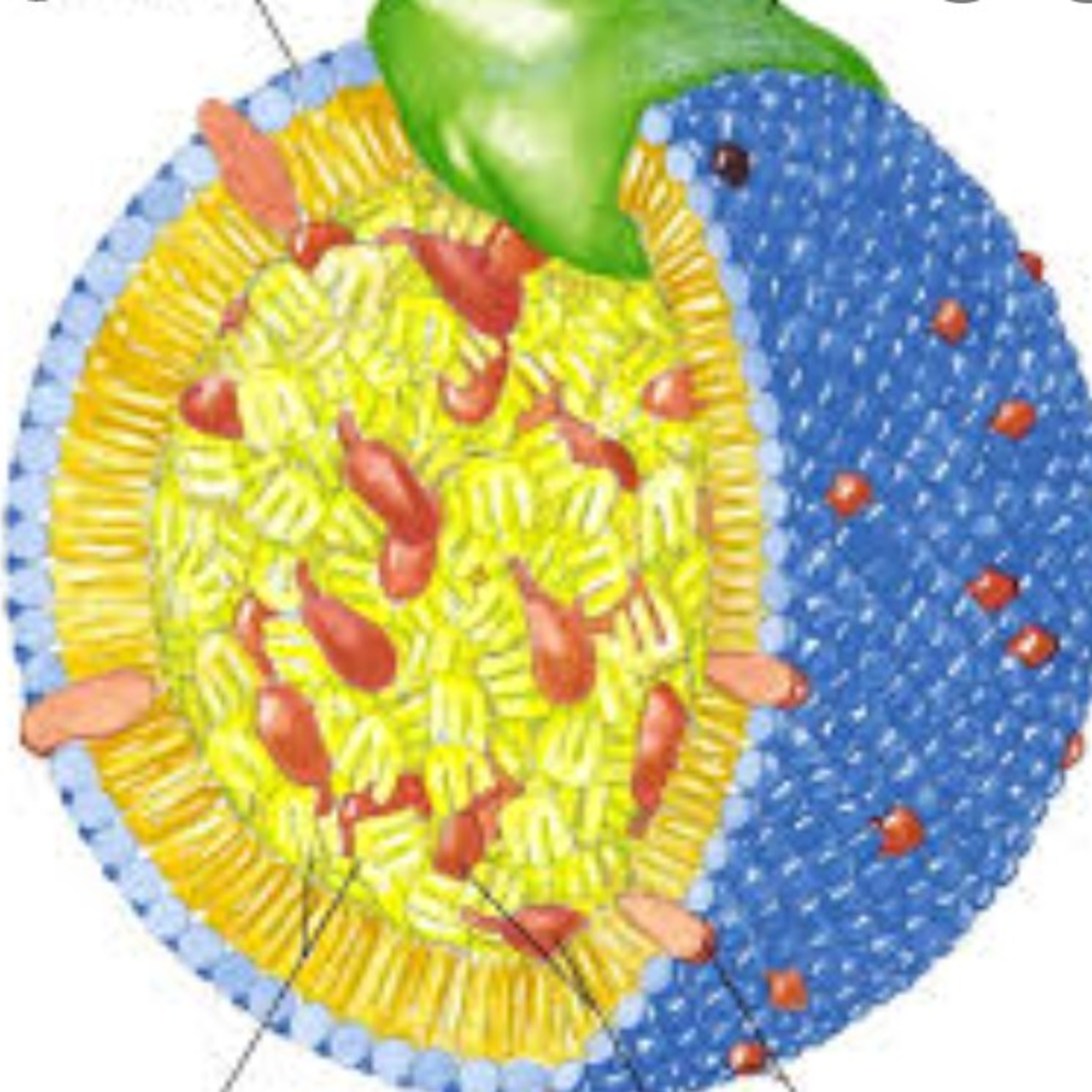 Metabolismo de ácidos grasos. episode artwork