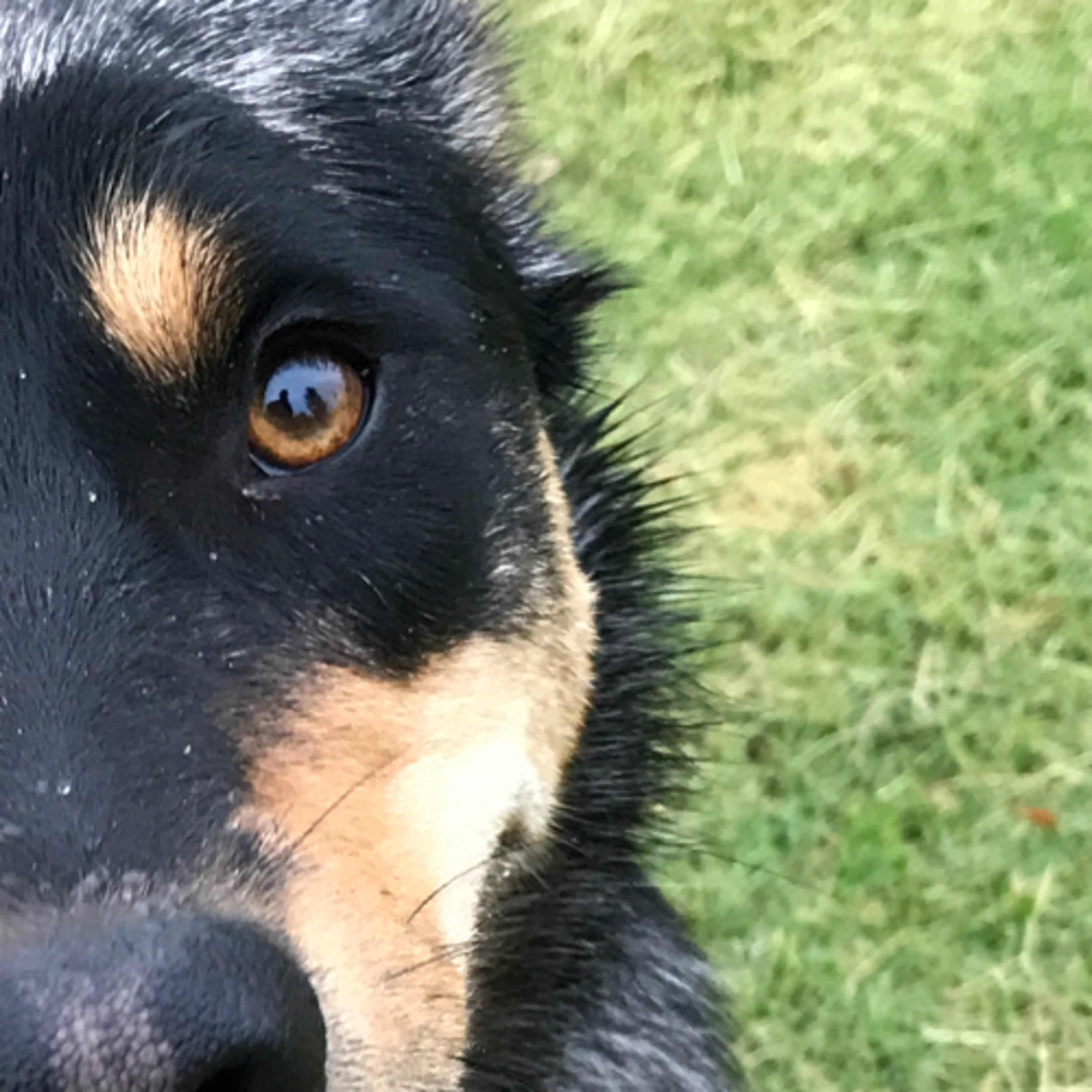 The Vet Nurse Diary