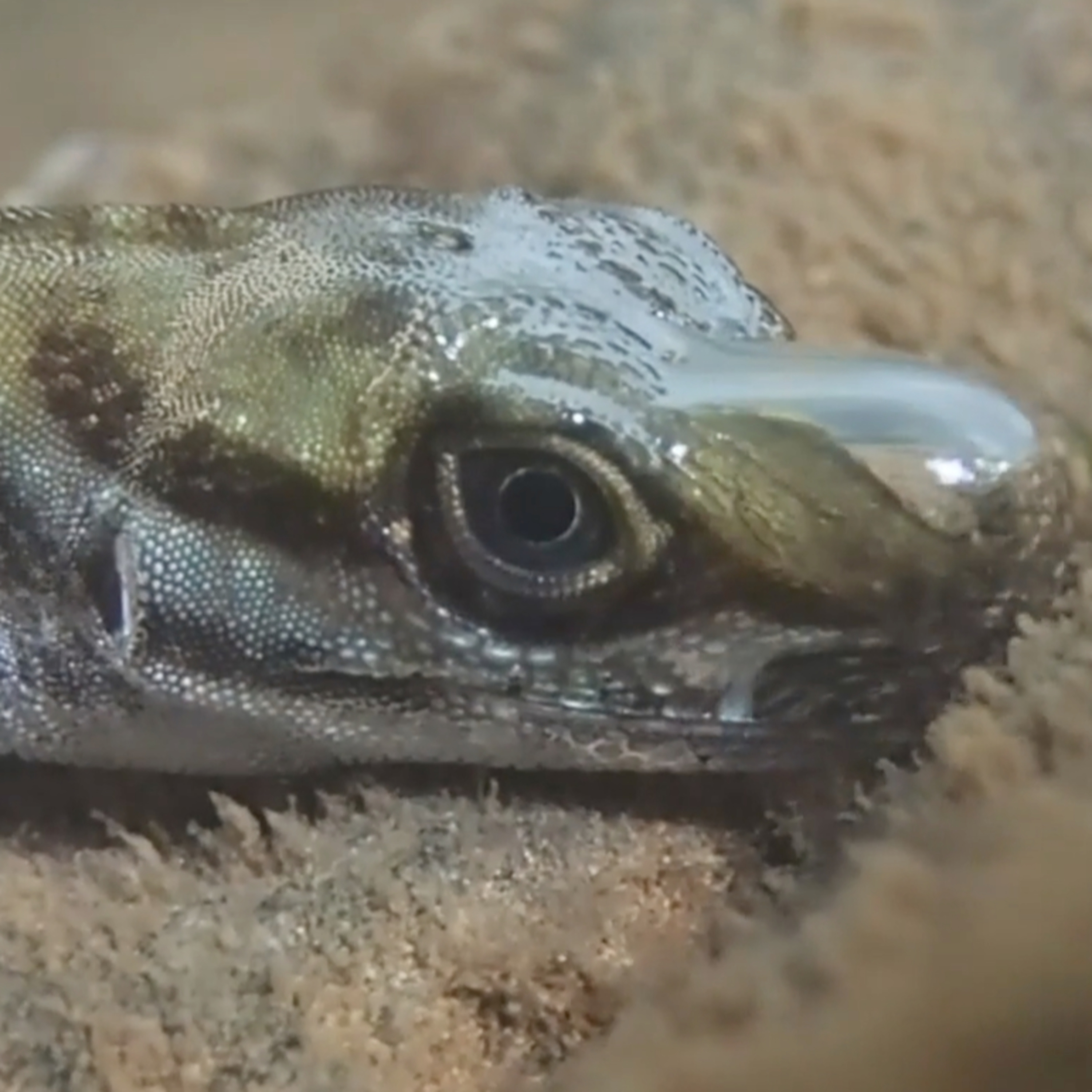 Dona Claudine e o lagarto mergulhador
