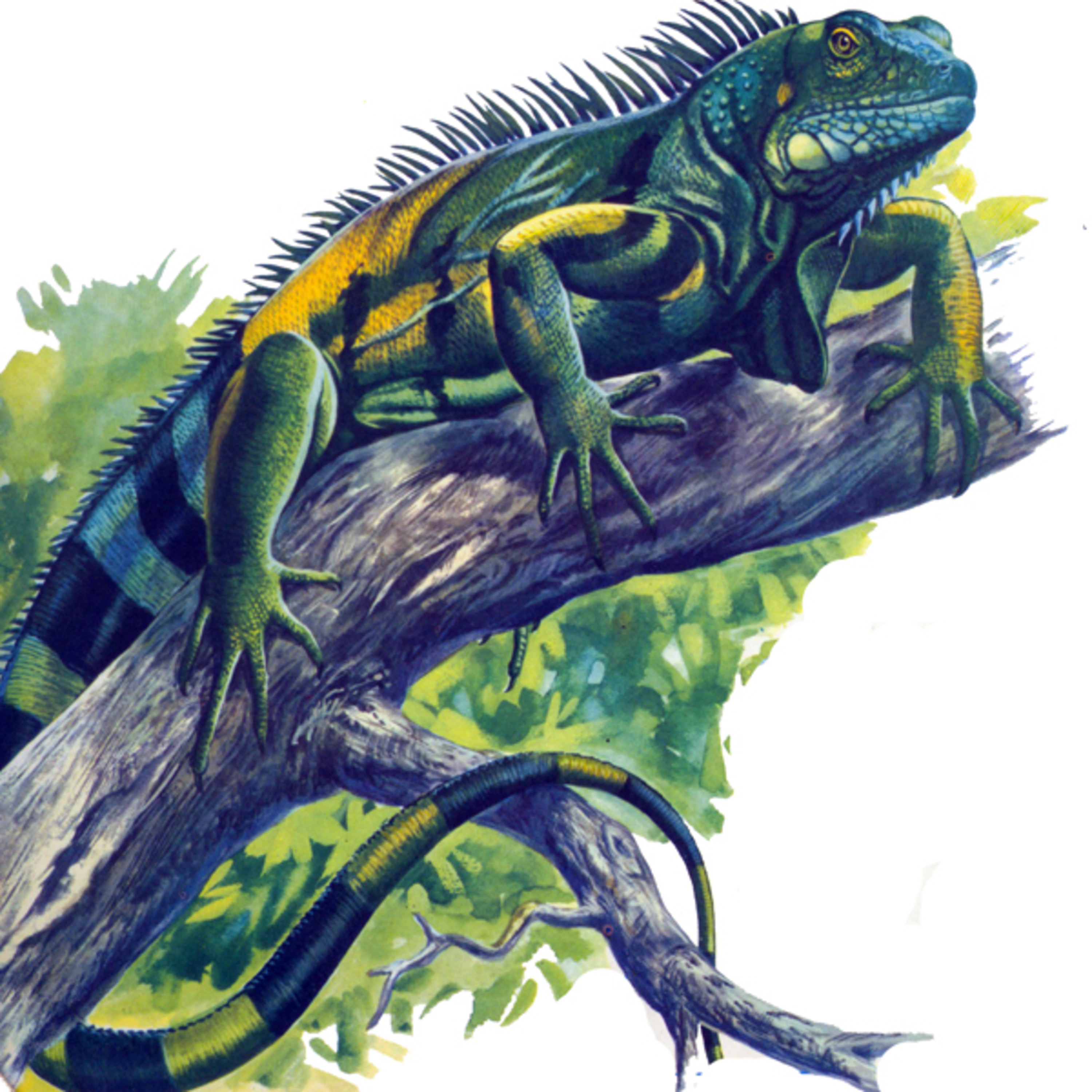 Parabellum estudantil
