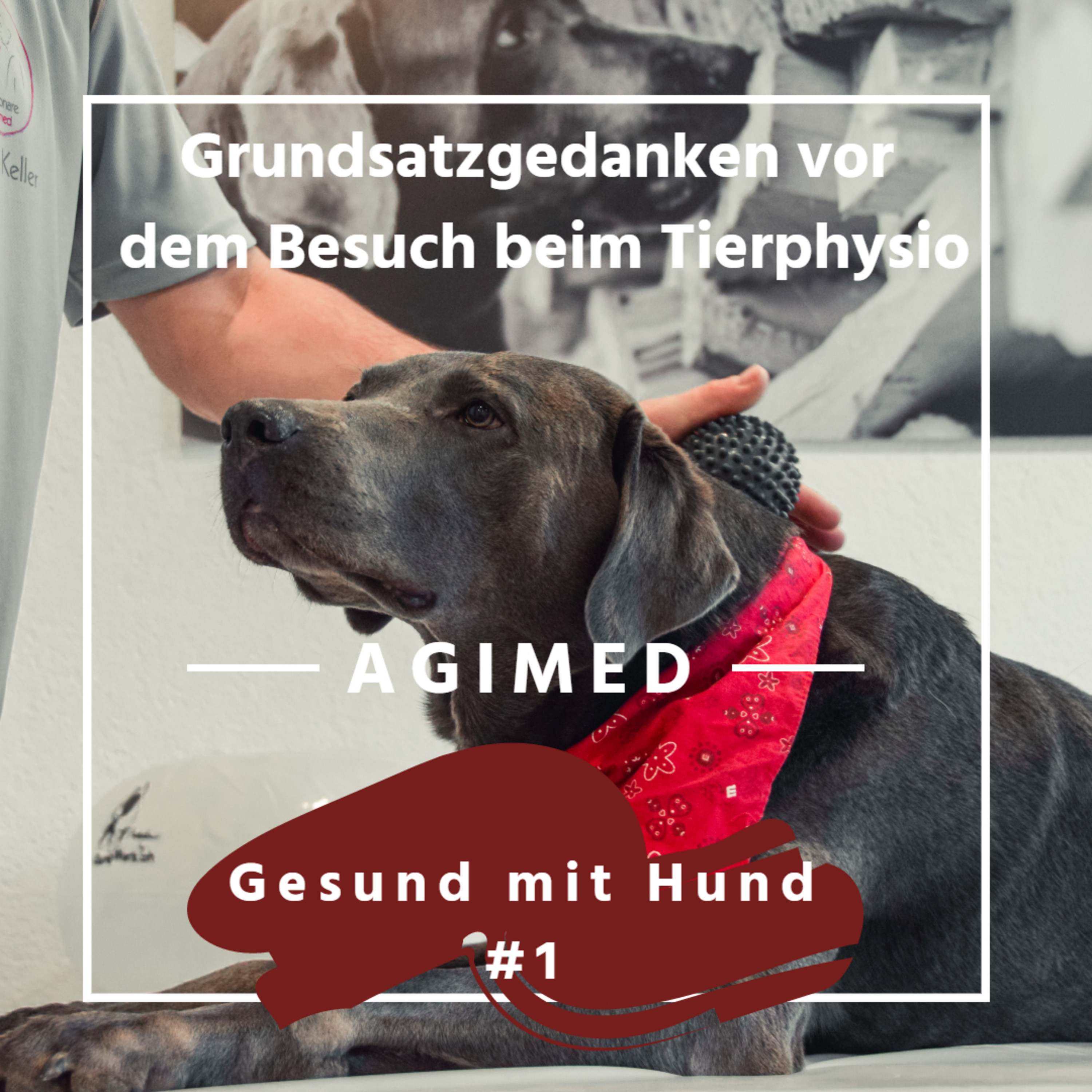 Gesunder Hund #1 – Grundsatzgedanken vor einem Besuch beim Tierphysio episode artwork