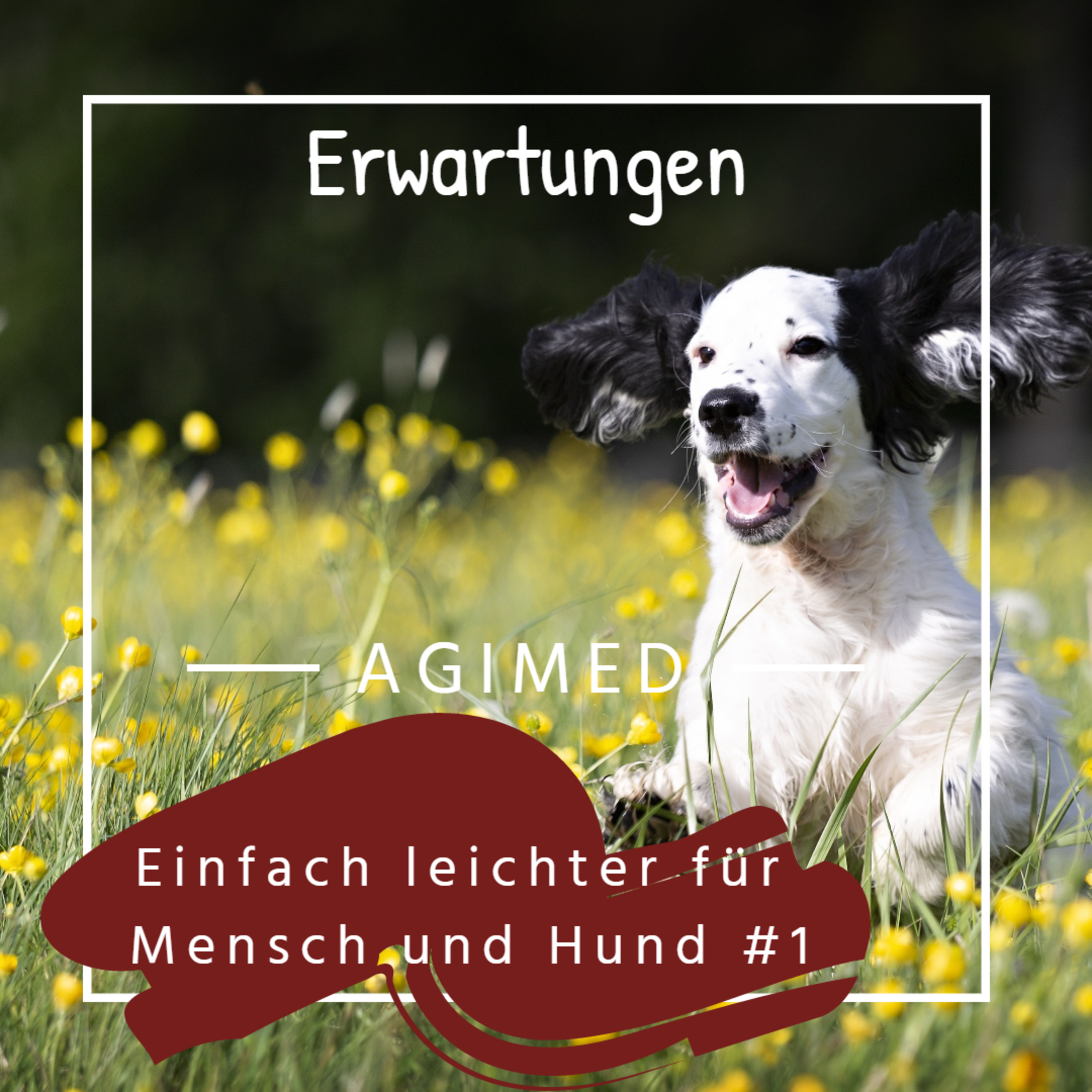 Einfach leichter für Mensch und Hund #1 - Erwartungen