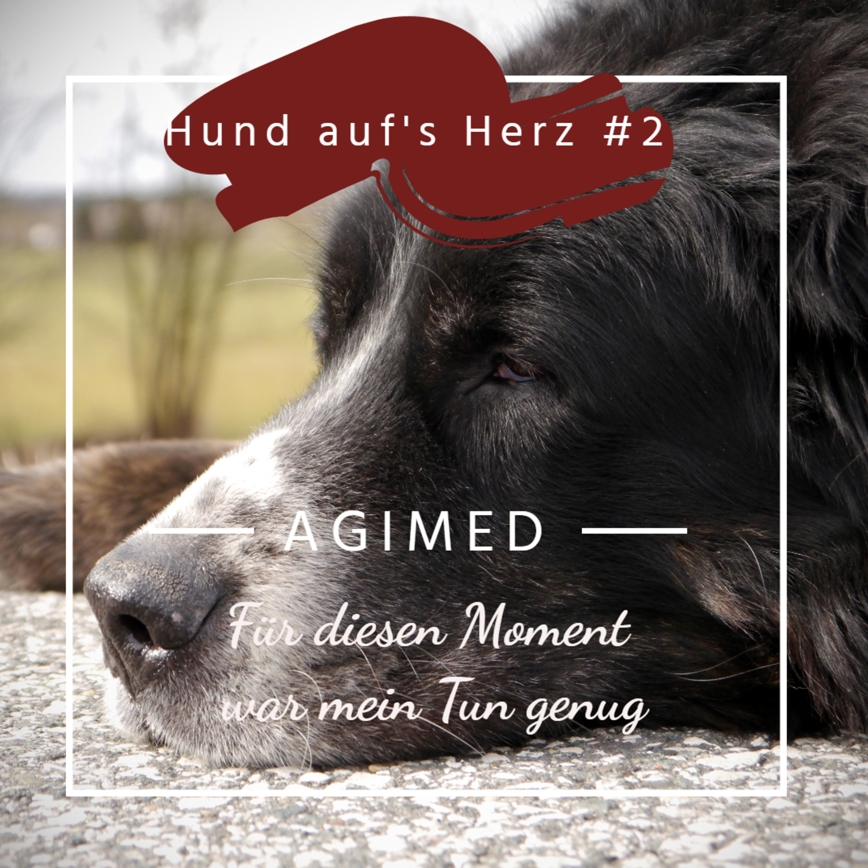 Hund aufs Herz #2 - Hörgeschichte: Für diesen Moment war mein Tun genug episode artwork