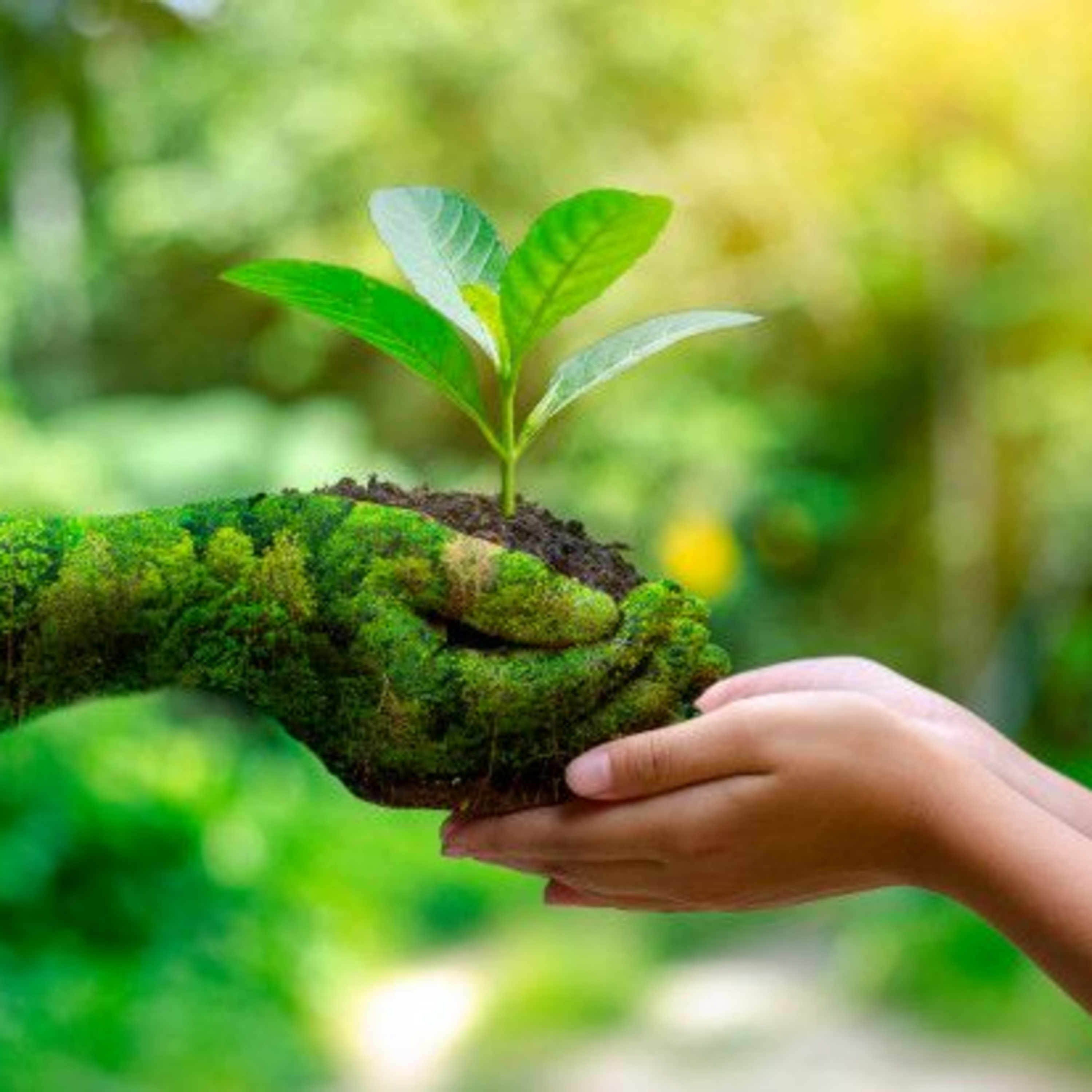 Shalu and the Environment_Narration