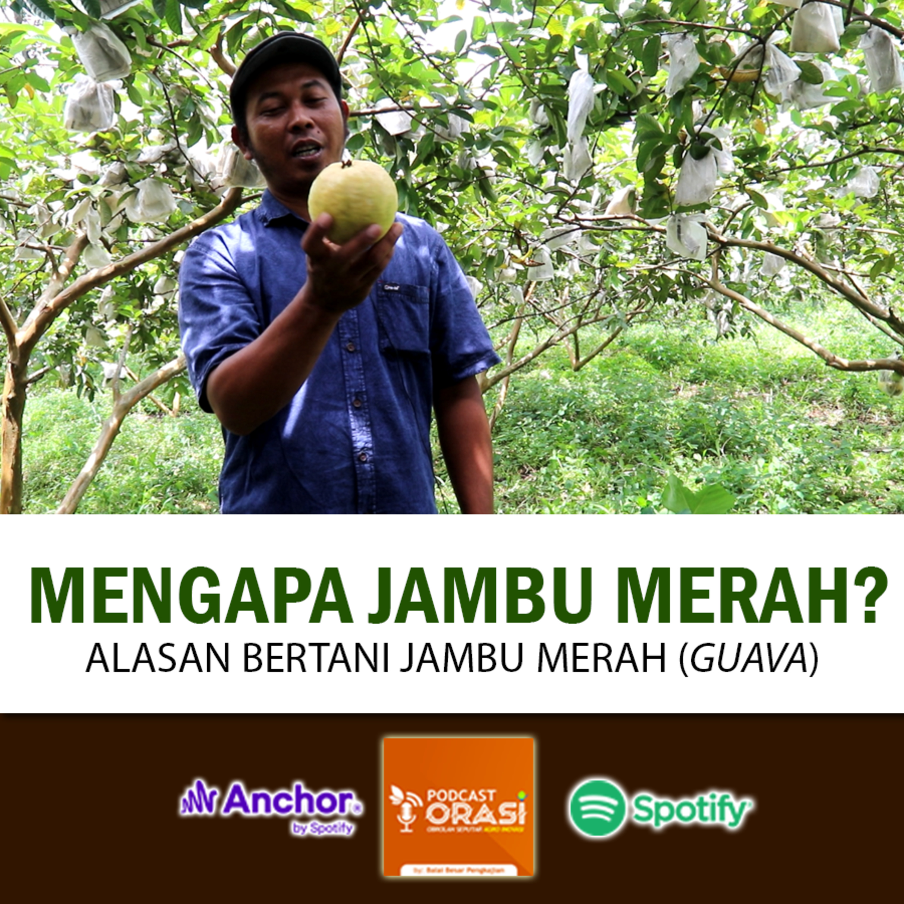 Ep. #23 - Mengapa Menanam Jambu Biji Merah (Guava) ?