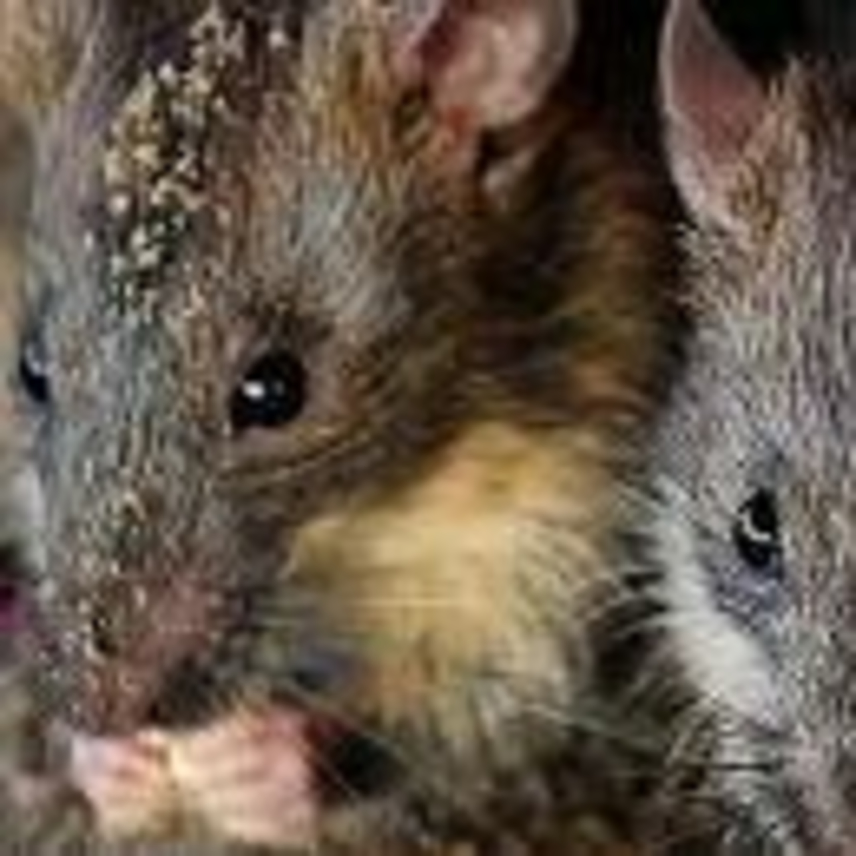 Lassa Fever Report episode artwork