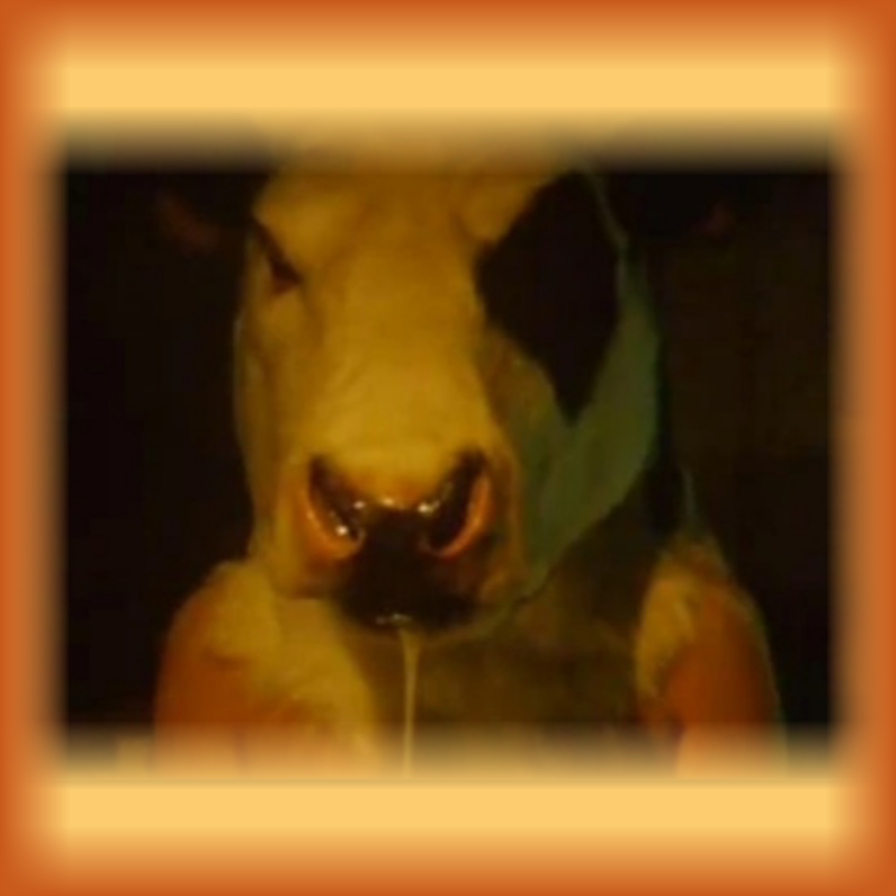 Lendas Urbanas Cow Head (Ambuplay) episode artwork