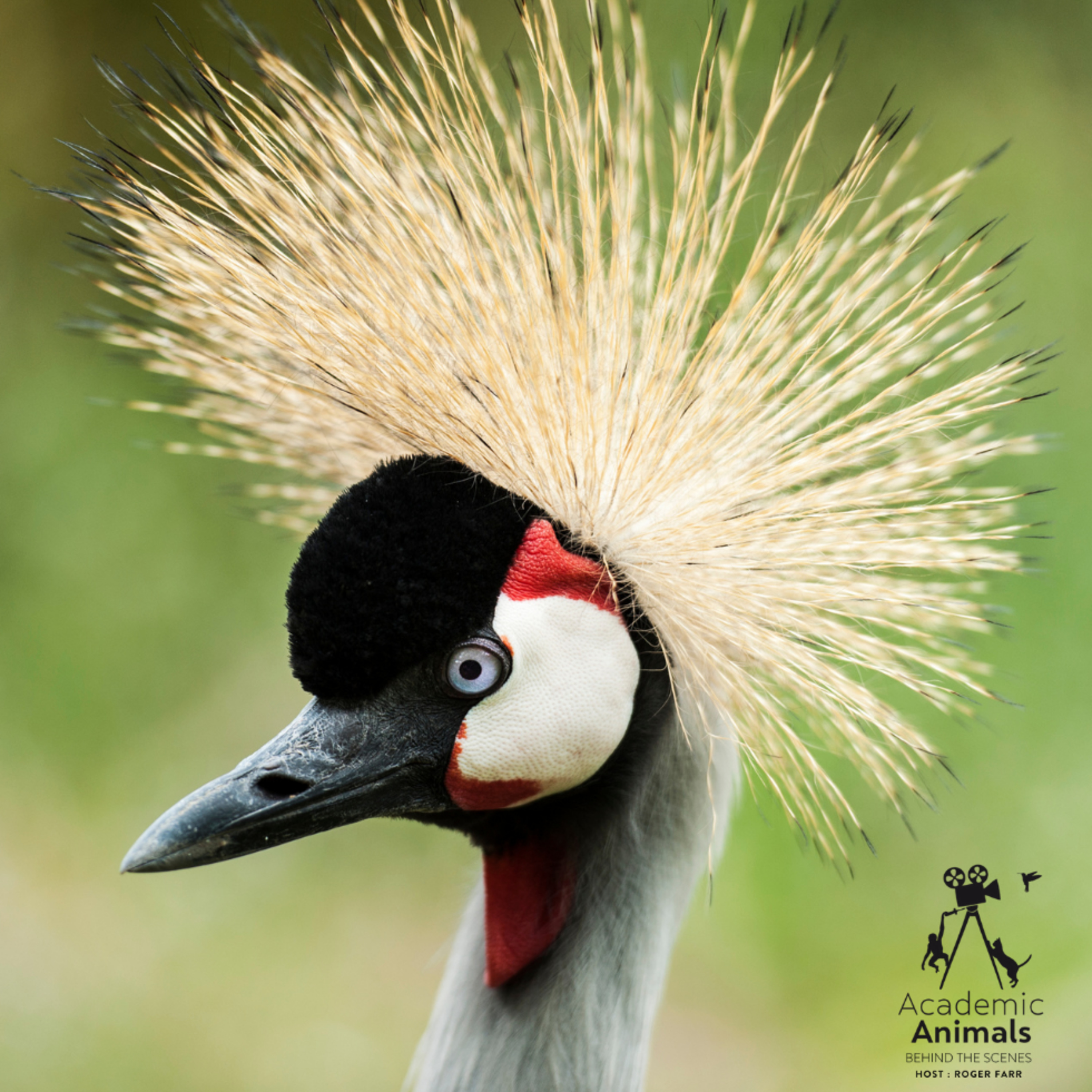 Academic Animals | Behind the Scenes - Sony Crane episode artwork