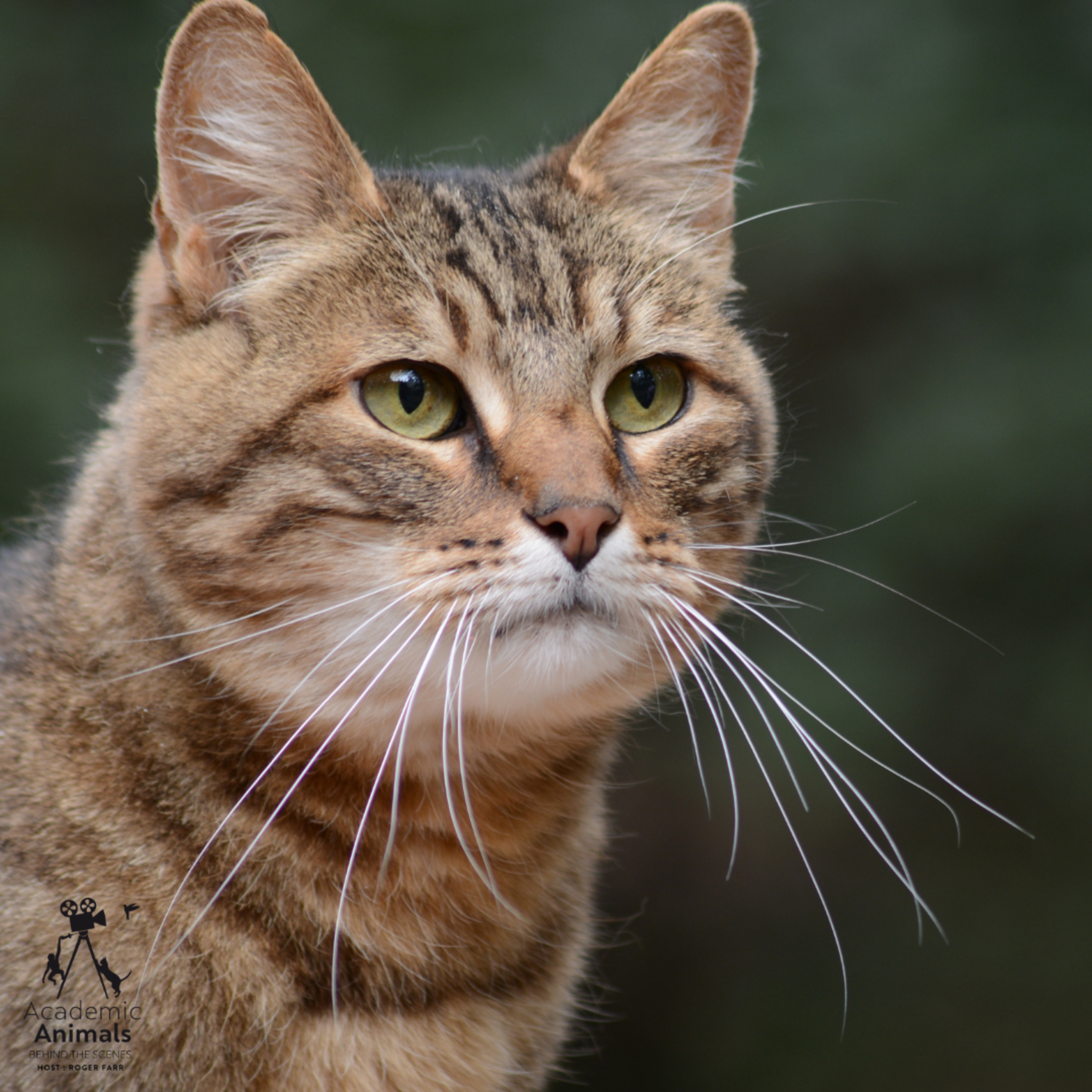 Academic Animals | Behind the Scenes - The Cape Town Cats episode artwork