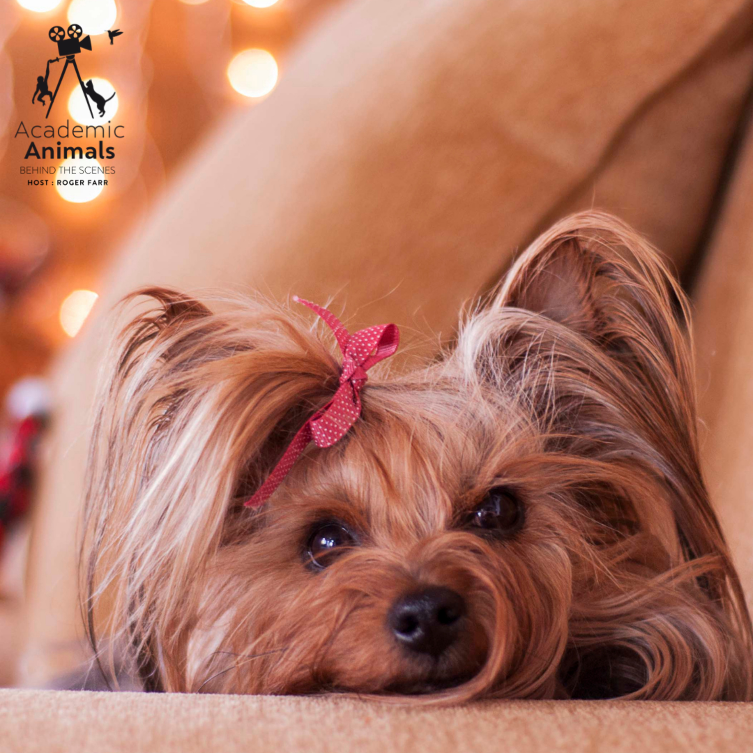 Academic Animals | Behind the Scenes - Yorkies and The Valium episode artwork