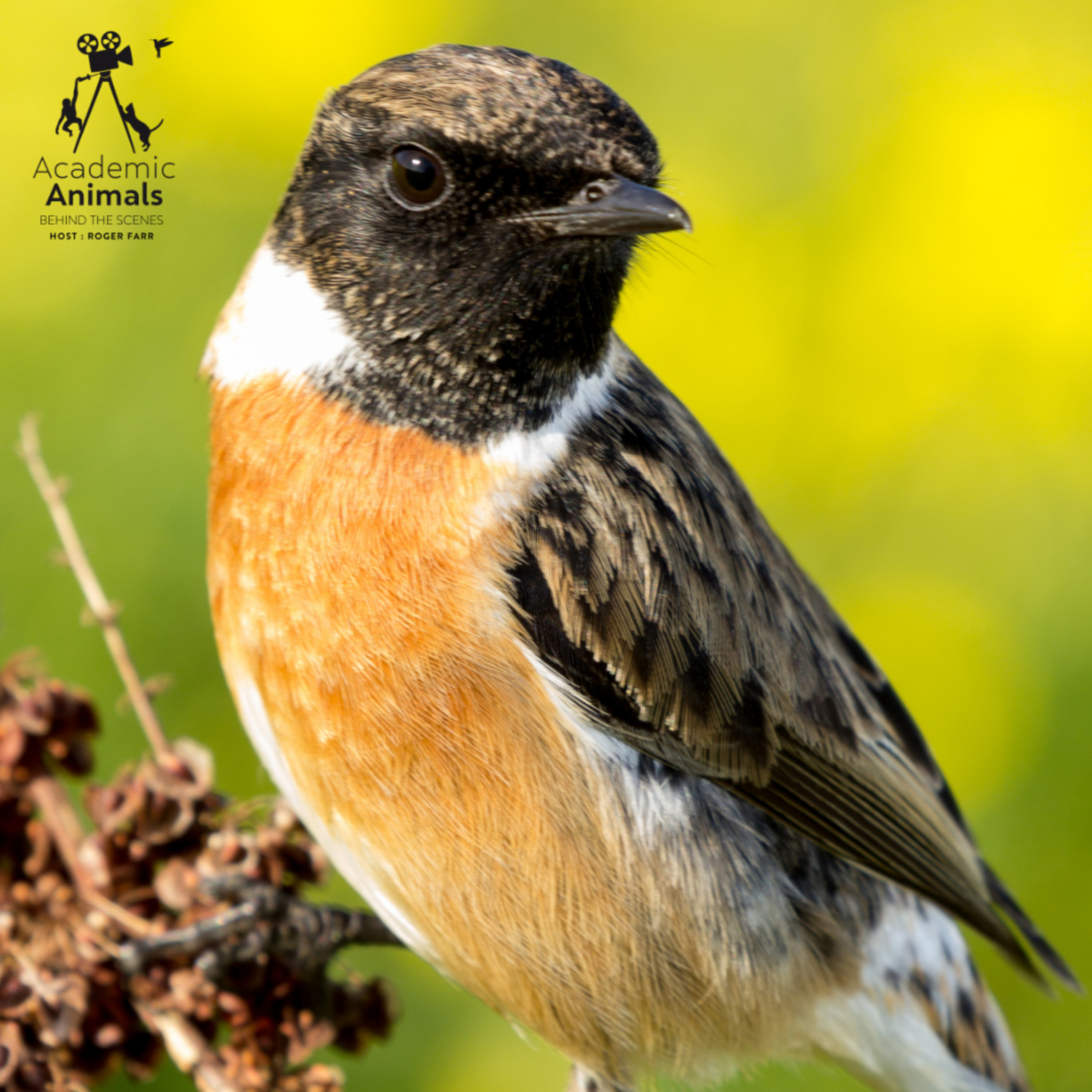 Academic Animals | Behind the Scenes - 700 Birds in Barcelona