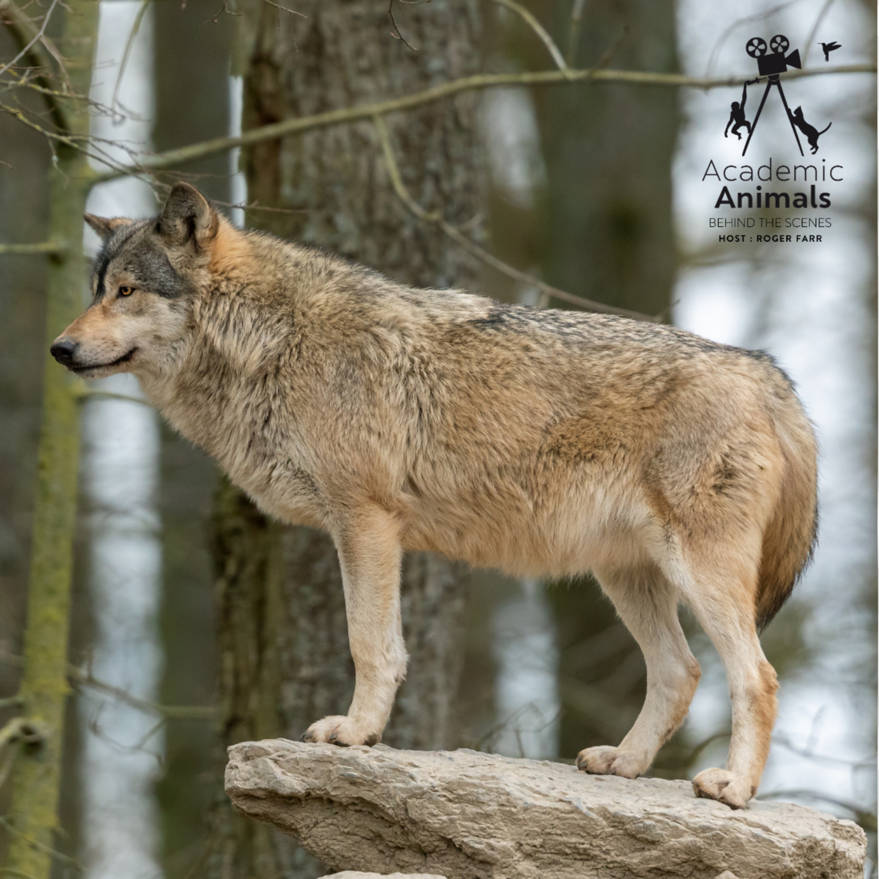 Academic Animals | Behind the Scenes - Wolf Projects episode artwork